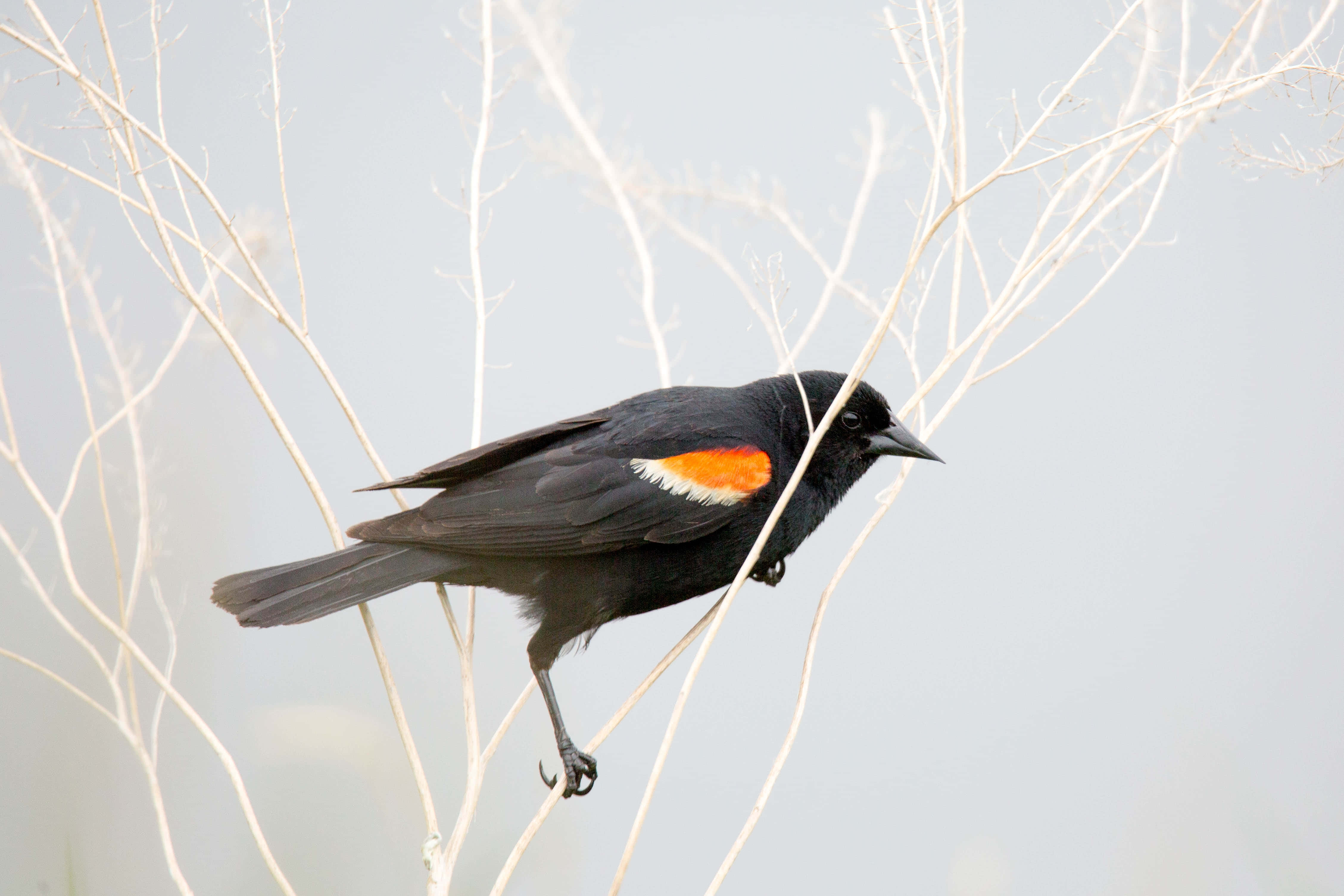 Redwing Blackbird, bright orange wing patch, bare pale branches, 4K Desktop Wallpaper