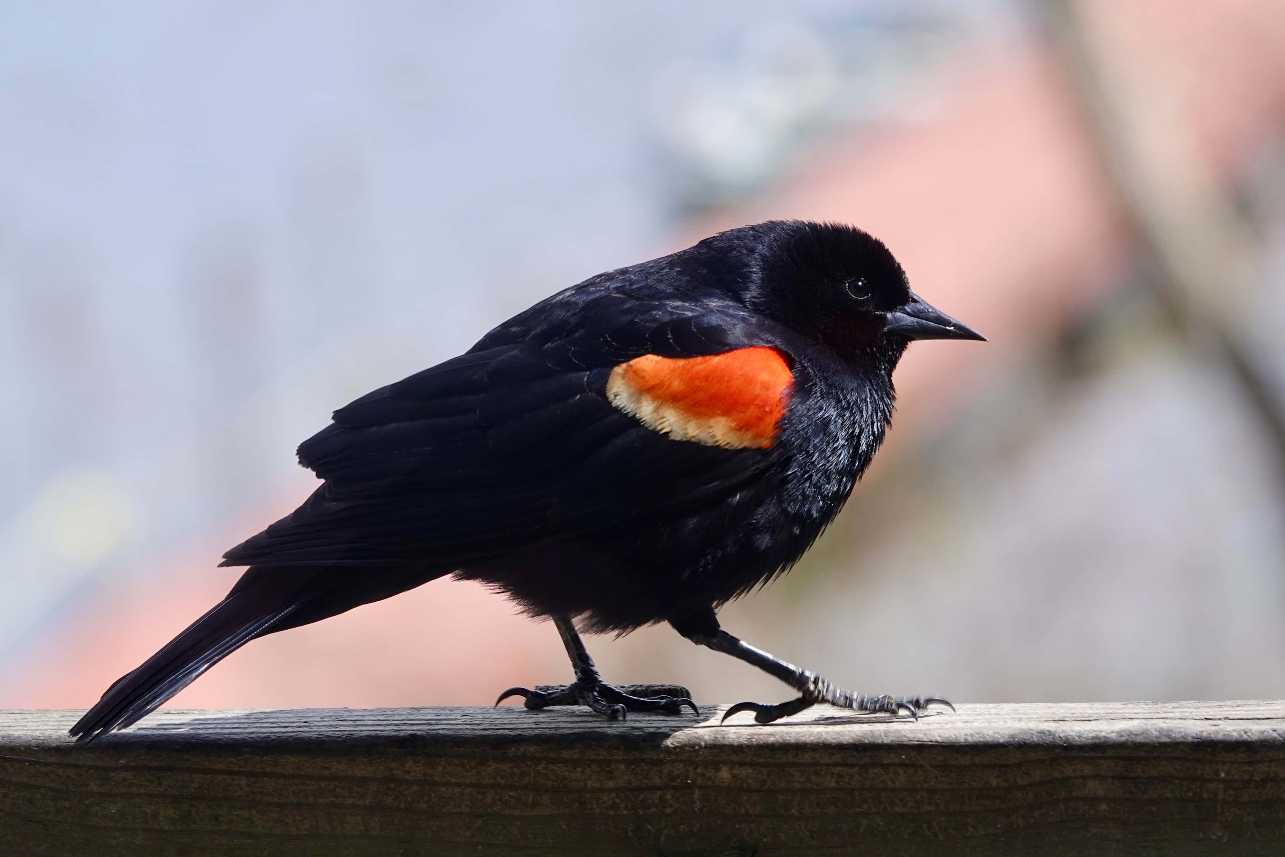 Redwing Blackbird, weathered wooden rail, soft blurred background, 4K Desktop Wallpaper