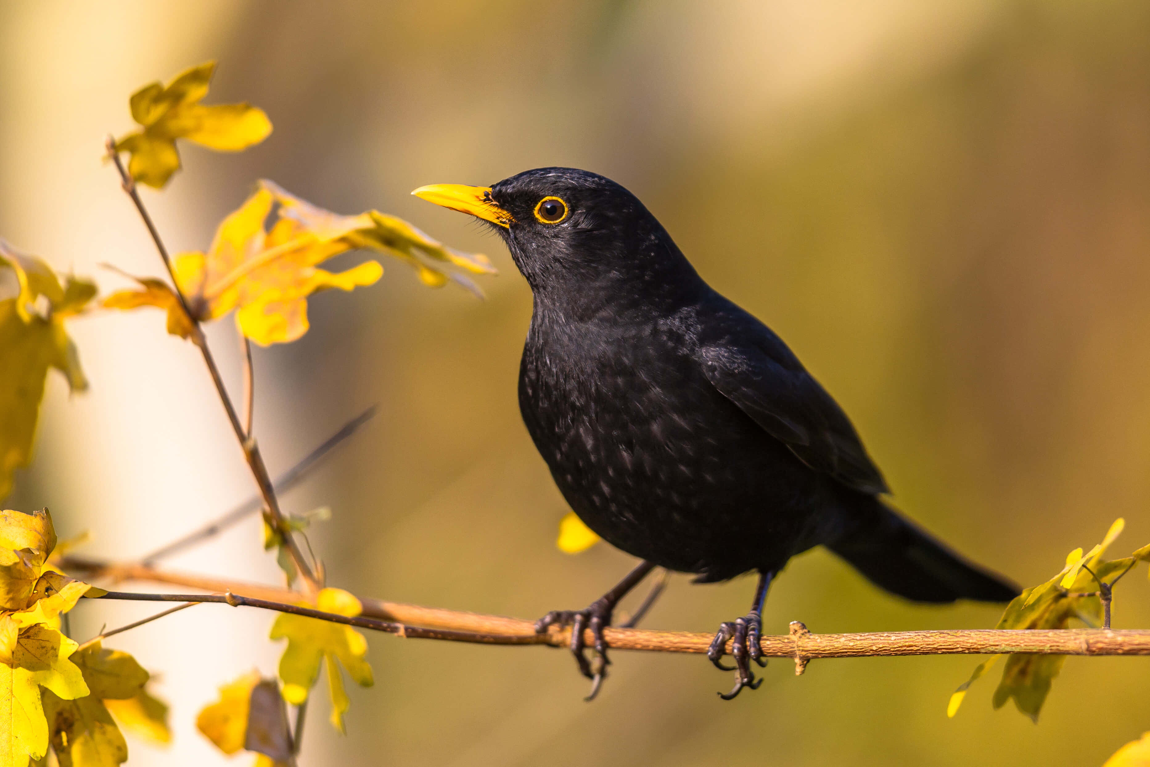 Blackbird, branch, golden autumn leaves, 2K Desktop Wallpaper