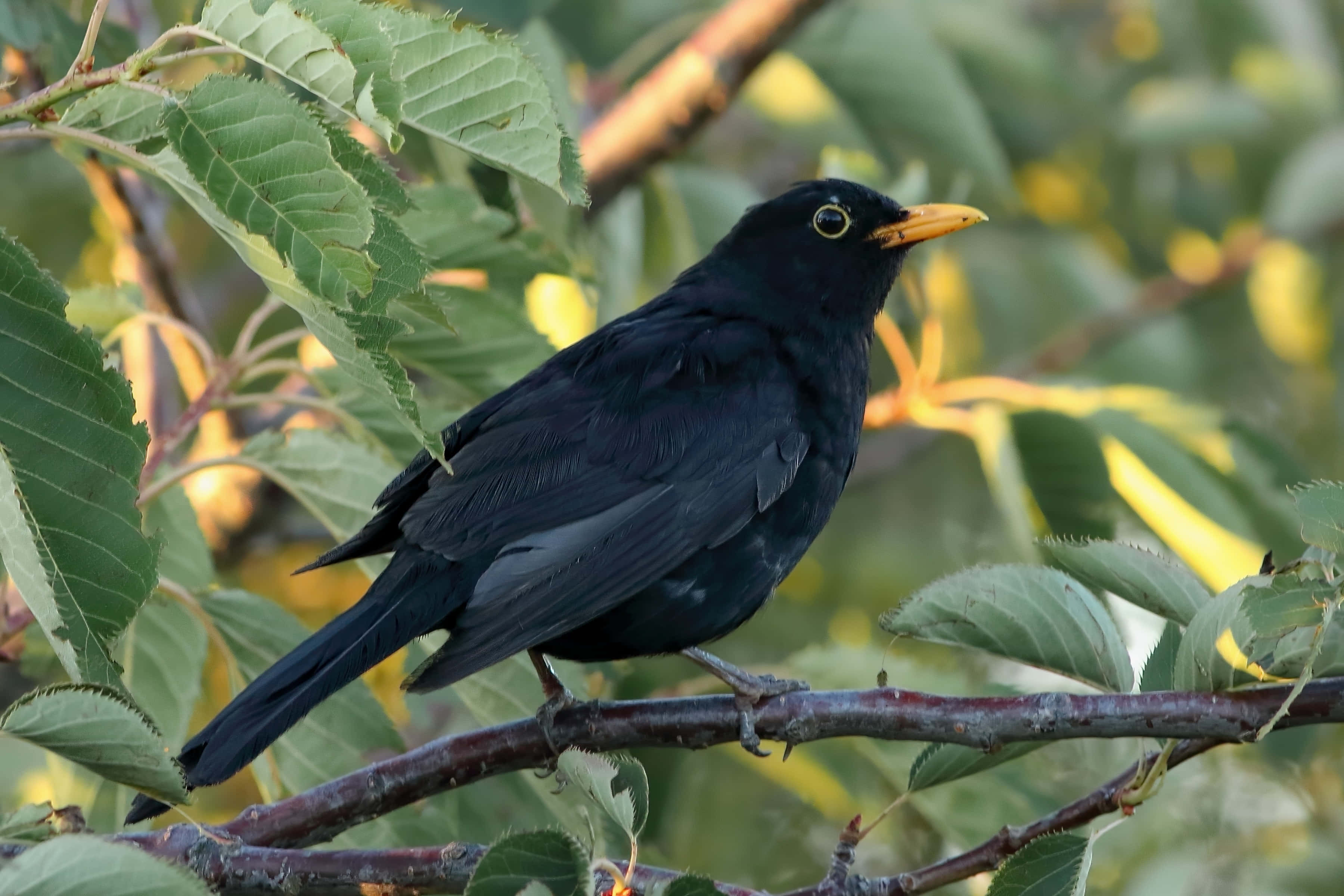Blackbird, glossy black, bright yellow beak, 2K Desktop Wallpaper