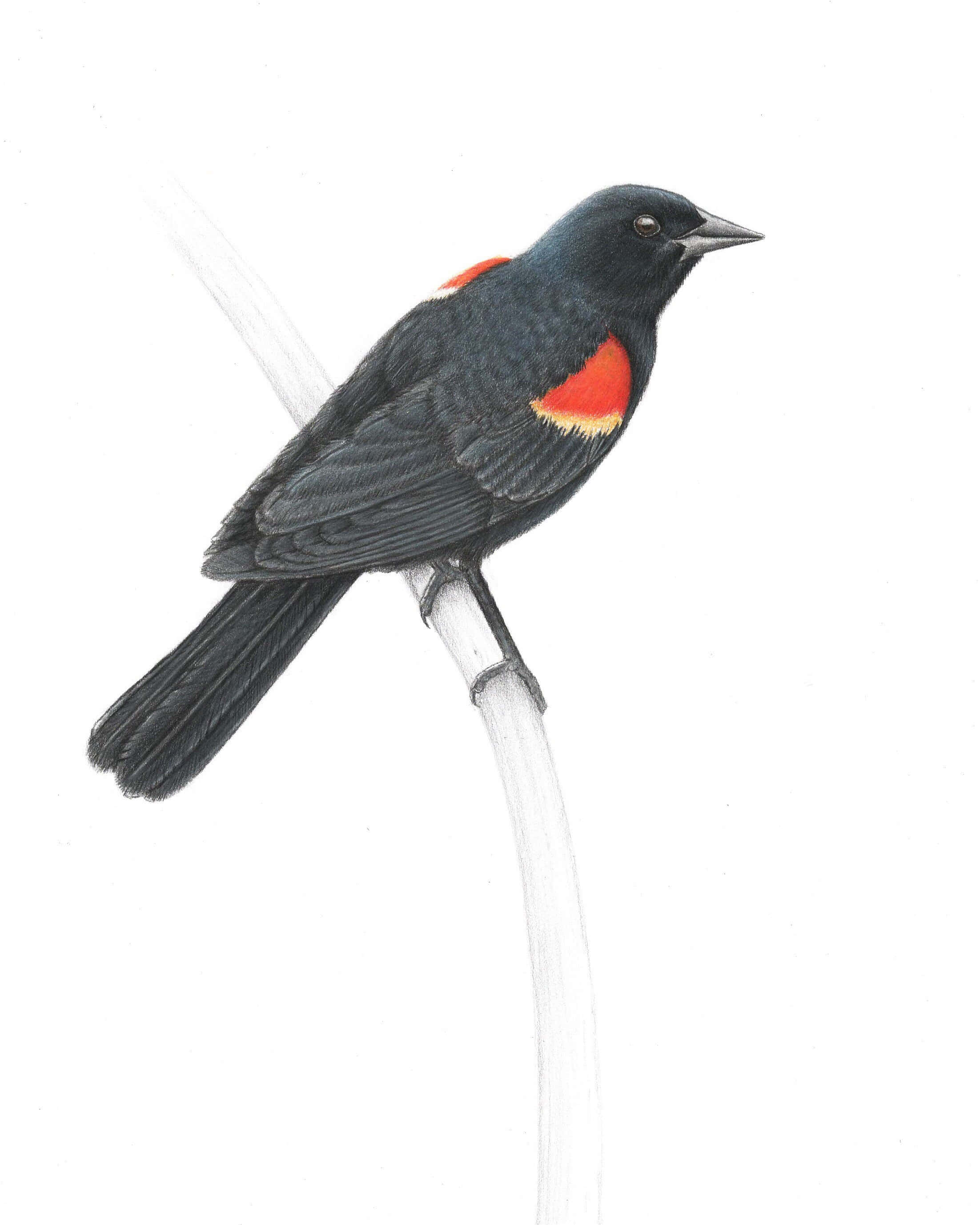 Redwing Blackbird, pencil drawing, red shoulder patches, 2K Phone Wallpaper