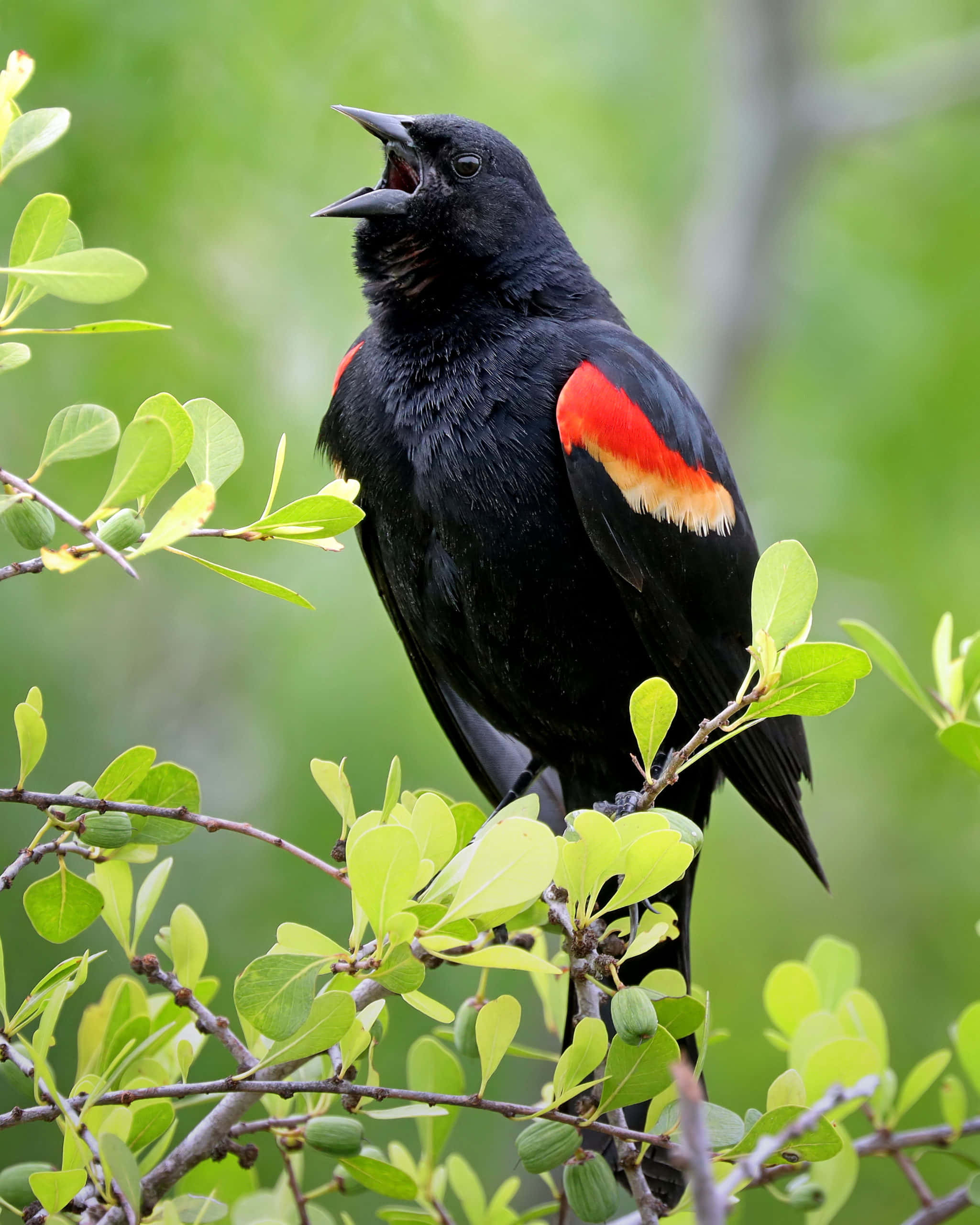 Redwing Blackbird, singing on branch, vibrant red wing patches, 2K Phone Wallpaper