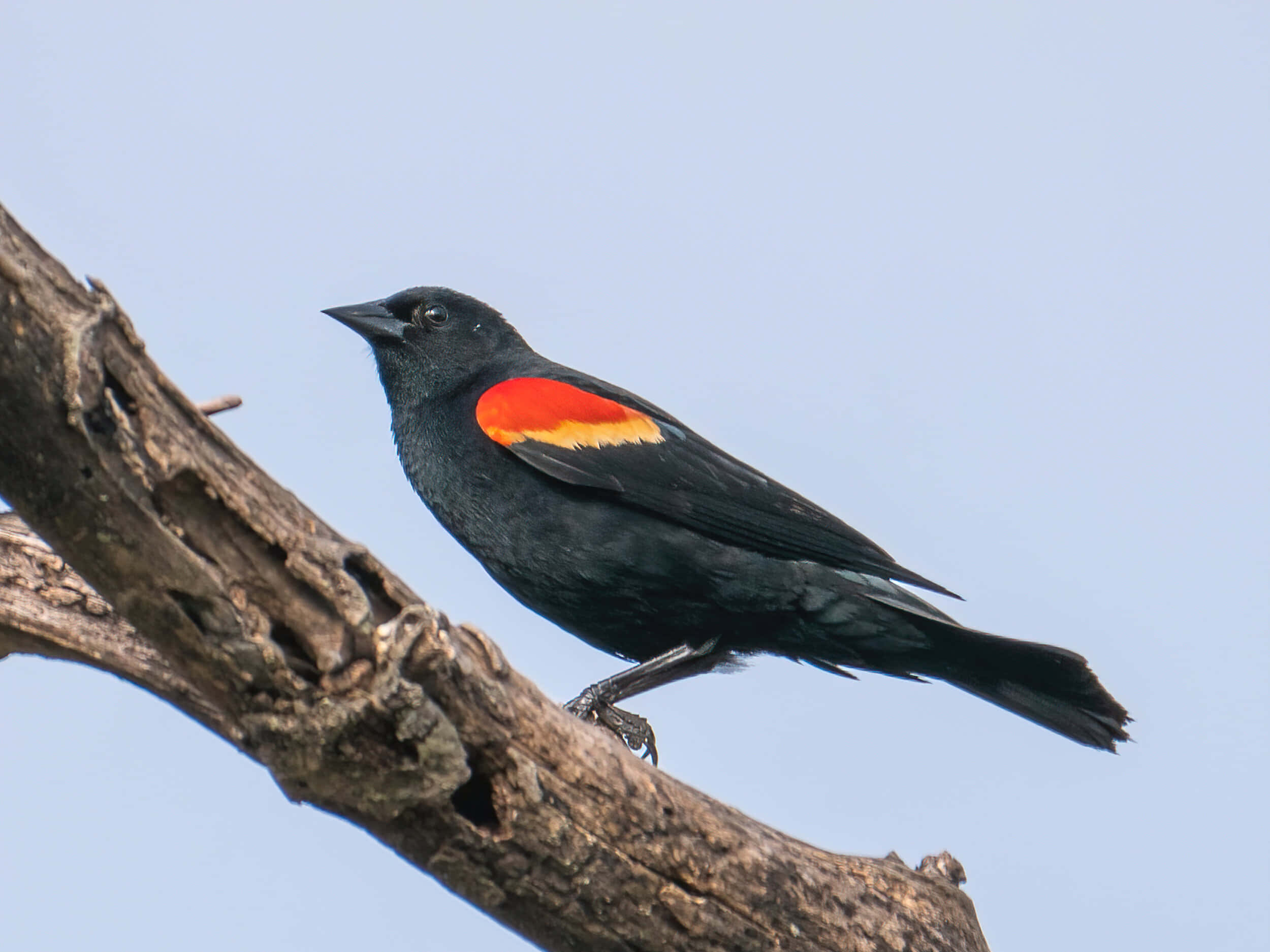 Redwing Blackbird, vibrant red wing patches, yellow wing patches, Full HD Desktop Wallpaper