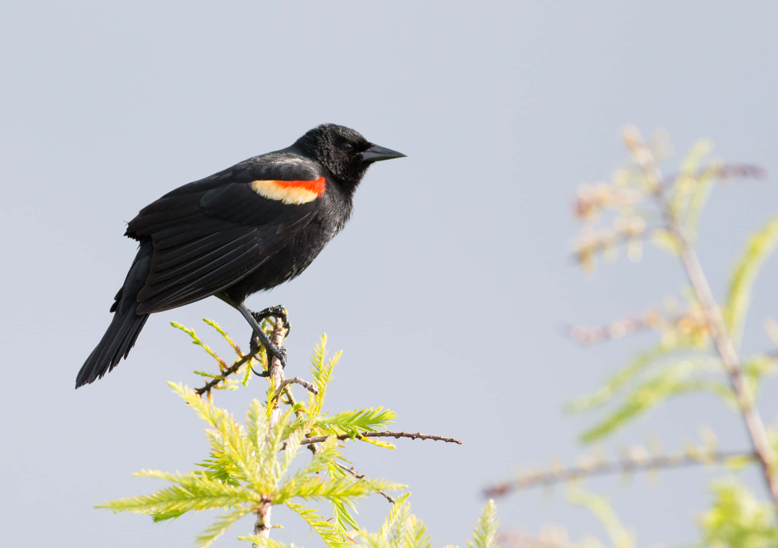 Redwing Blackbird, red wing patches, yellow wing patches, Full HD Desktop Wallpaper