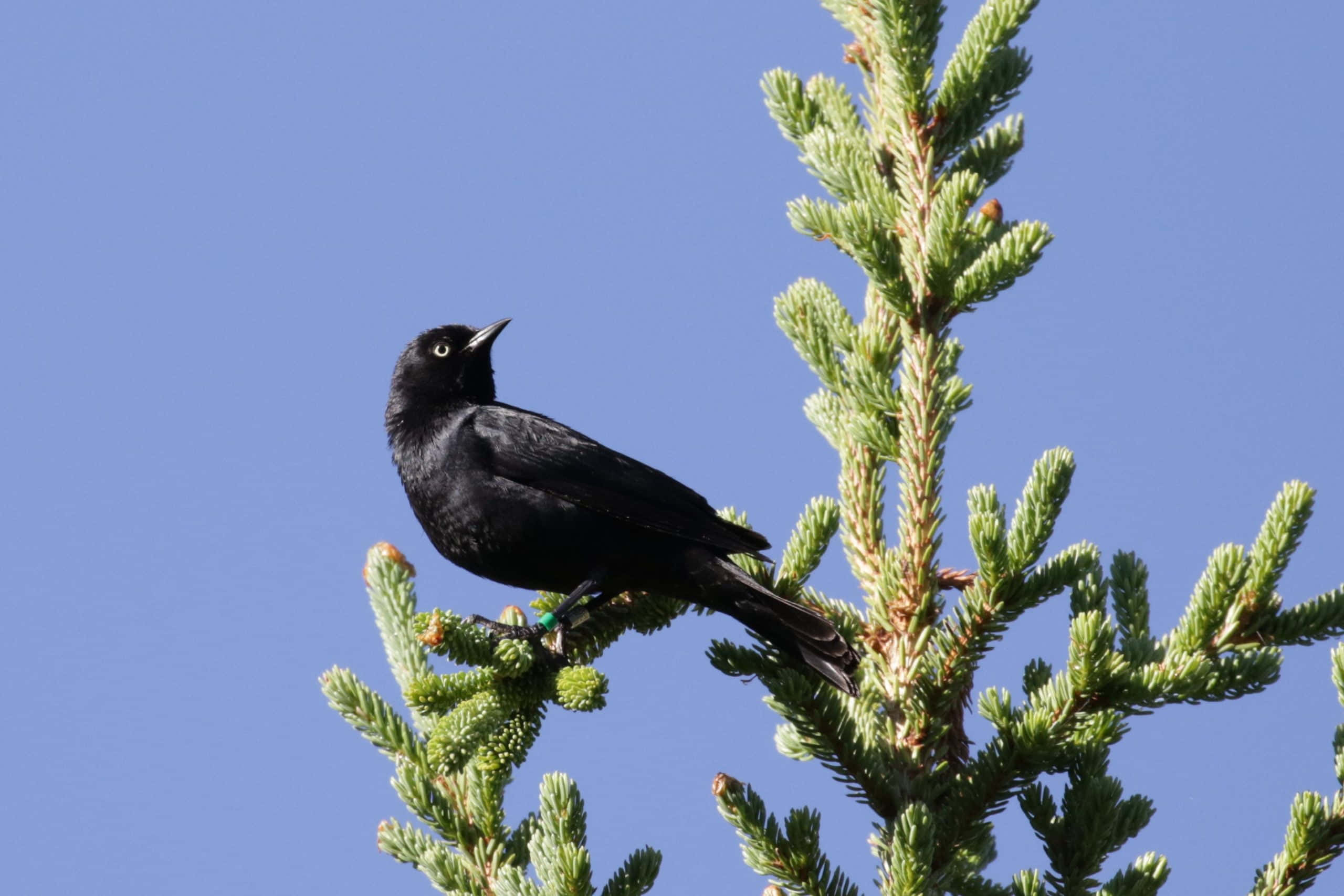 Blackbird, pine branch, vibrant green, 2K Desktop Wallpaper