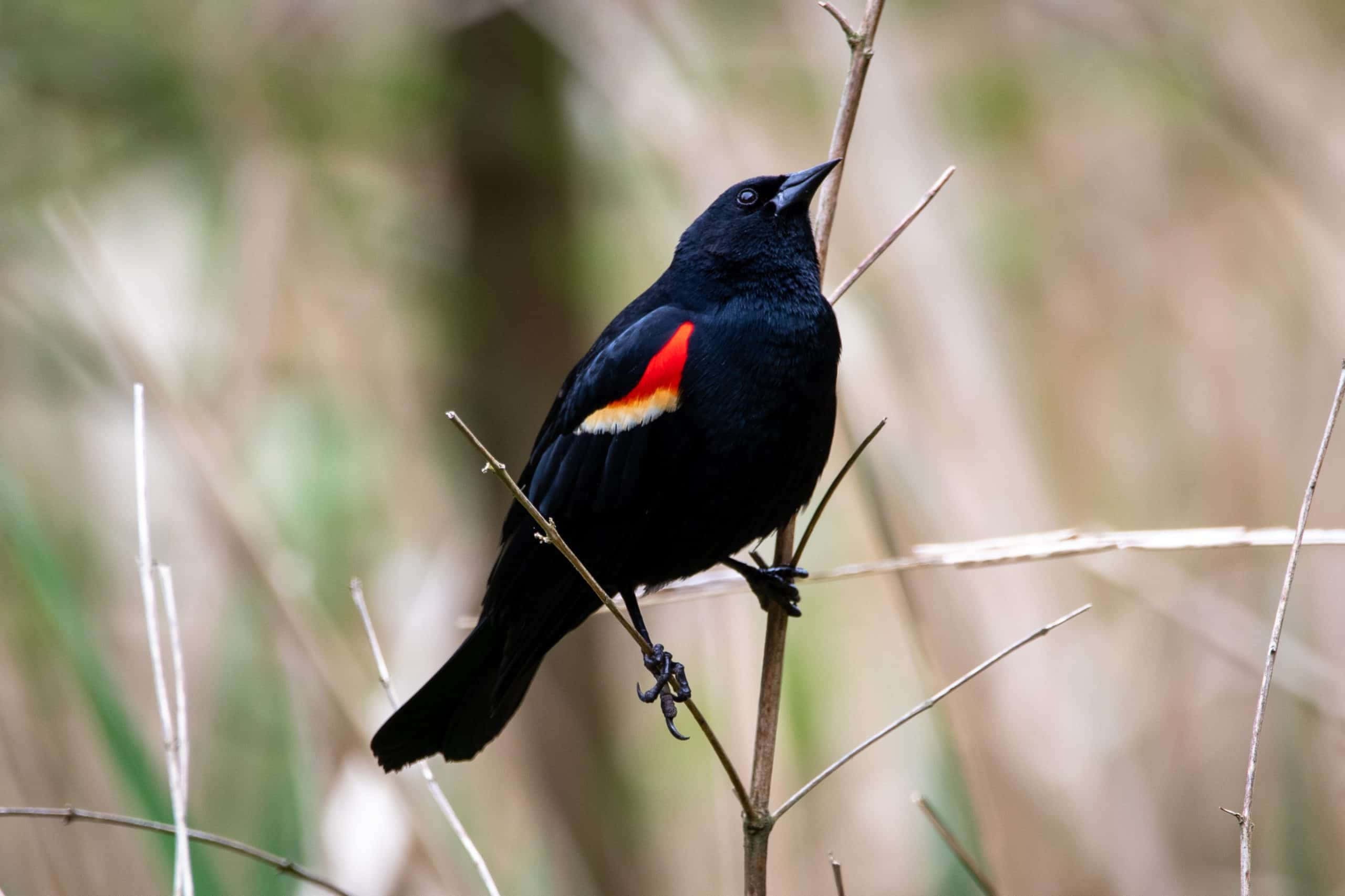 Redwing Blackbird, vibrant red and yellow wing patch, slender branch, 2K Desktop Wallpaper