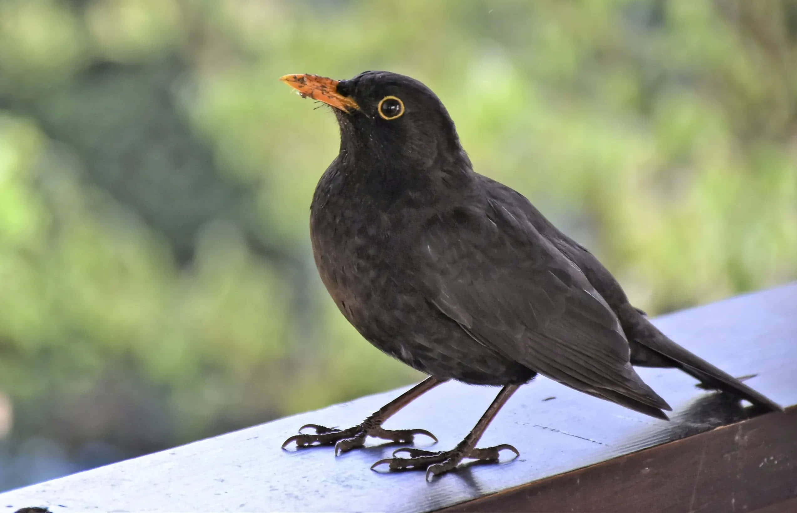 Blackbird, orange beak, wooden railing, Full HD Desktop Wallpaper