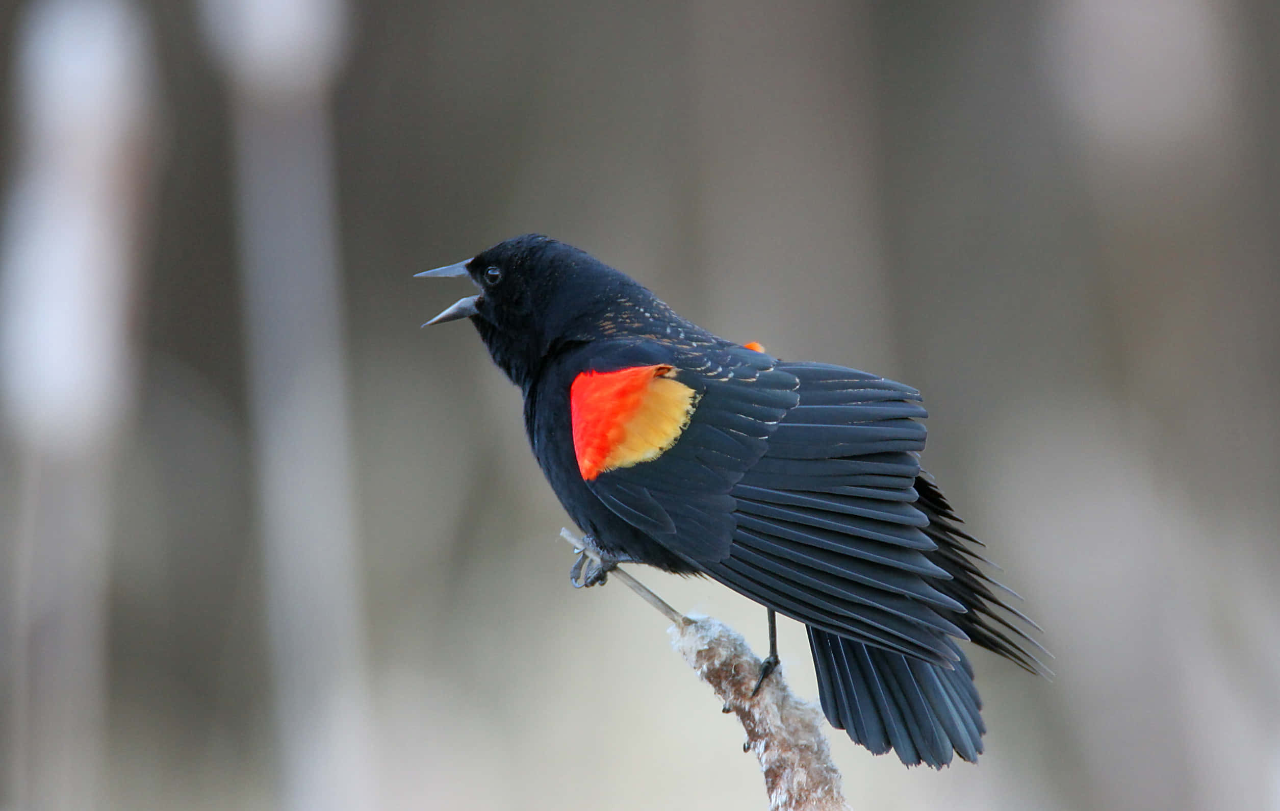 Redwing Blackbird, reed, wings slightly spread, Full HD Desktop Wallpaper