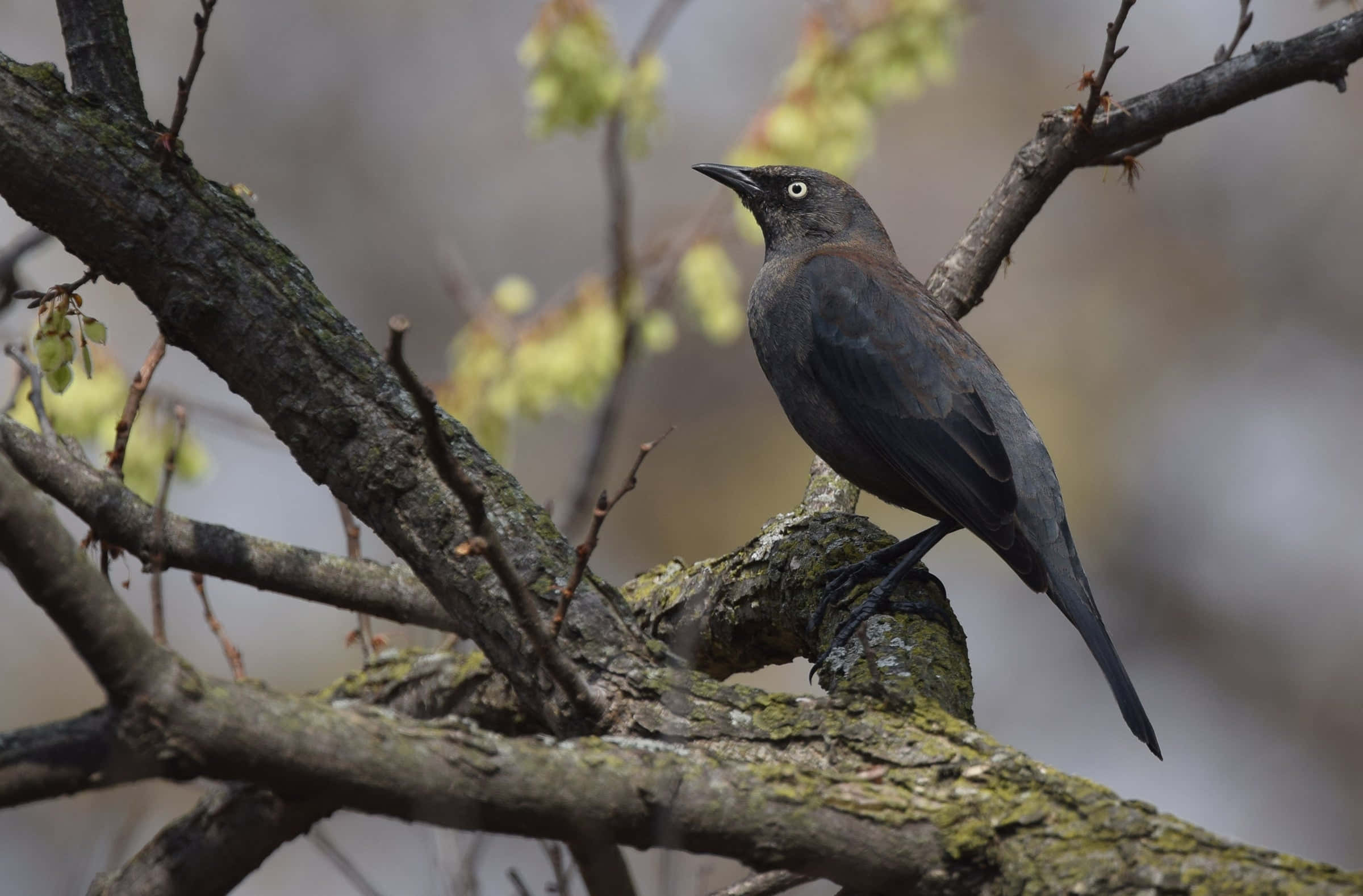 Blackbird, mossy tree branch, budding yellow leaves, Full HD Desktop Wallpaper