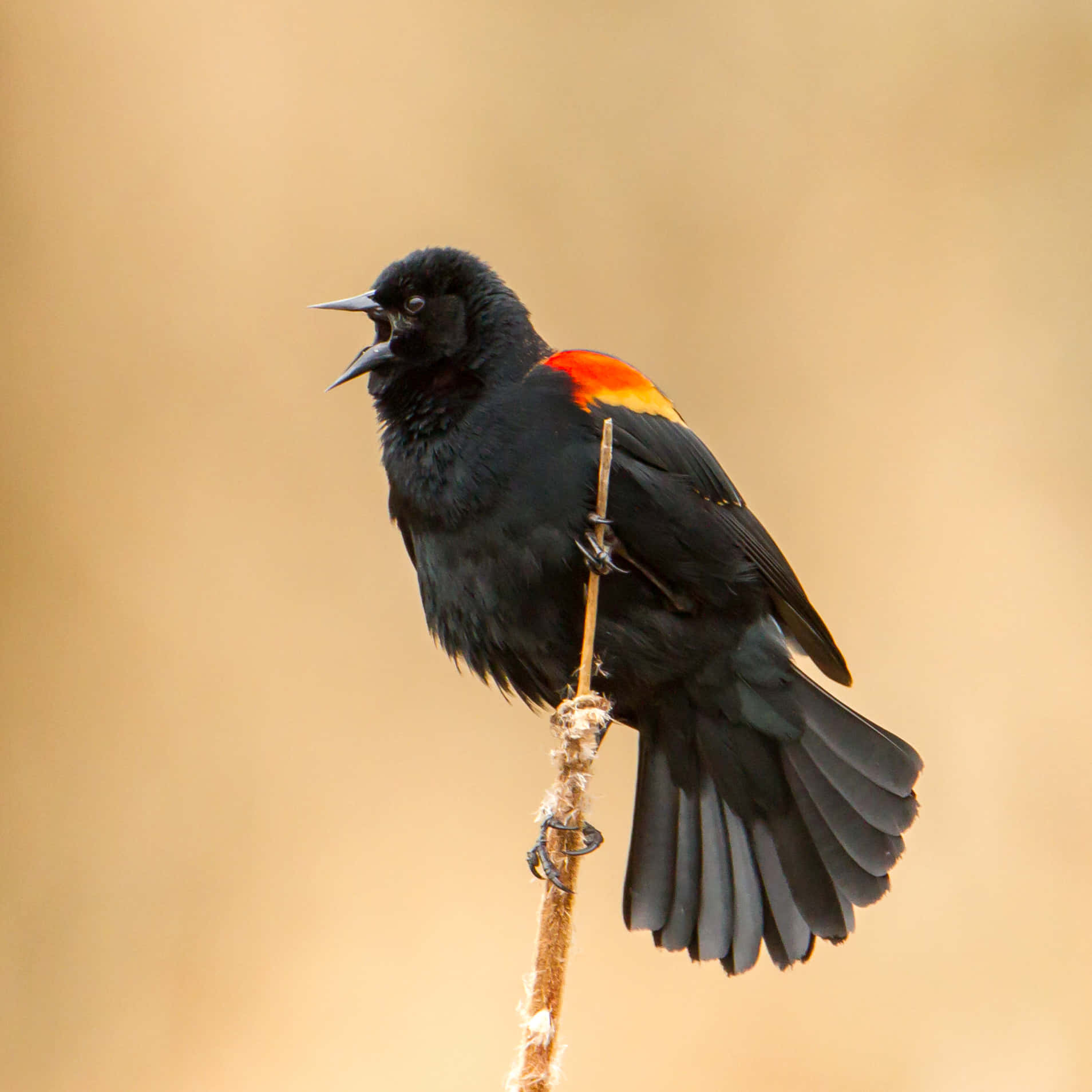 Redwing Blackbird, vibrant red shoulder patch, perch, HD Desktop Wallpaper