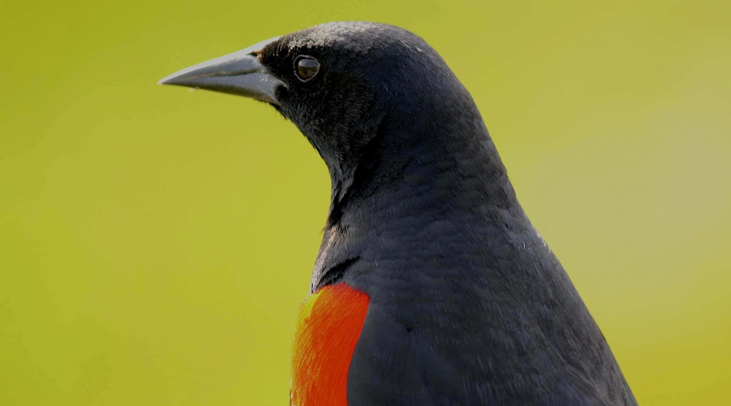 Redwing Blackbird, vivid orange patch, soft yellow-green background, Full HD Desktop Wallpaper