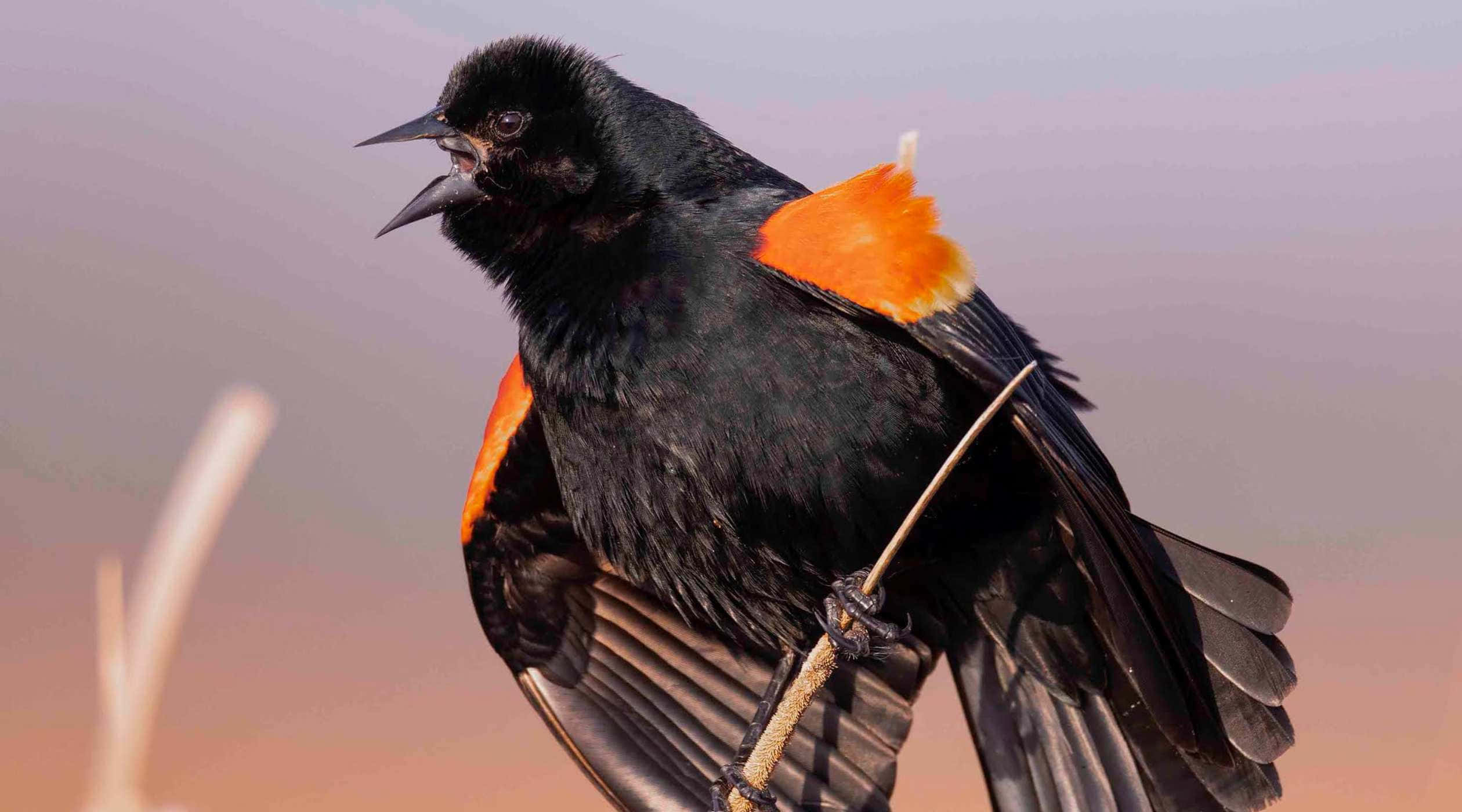 Redwing Blackbird, orange shoulder patches, twig, Full HD Desktop Wallpaper