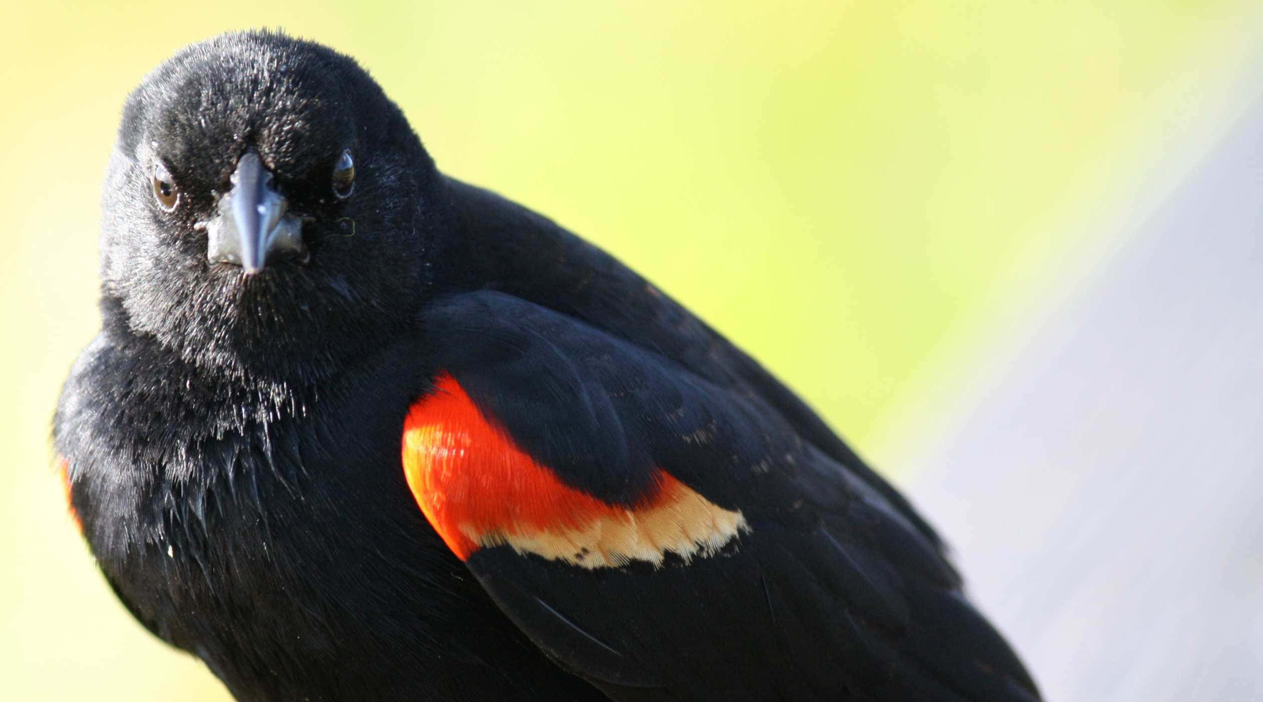 Redwing Blackbird, vibrant red wing patches, white wing patches, Full HD Desktop Wallpaper
