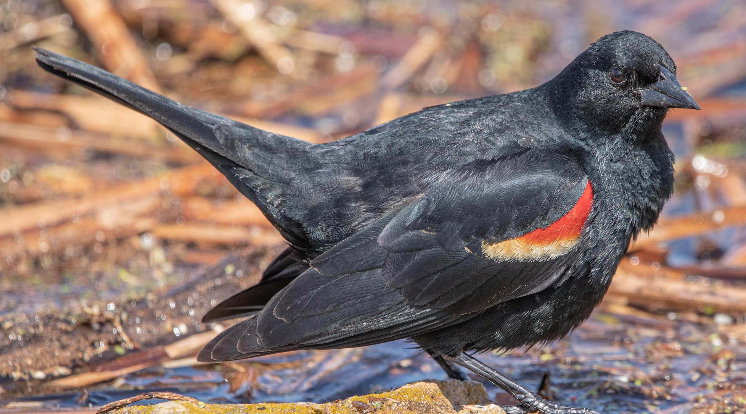 Redwing Blackbird, mossy rock, water, Full HD Desktop Wallpaper