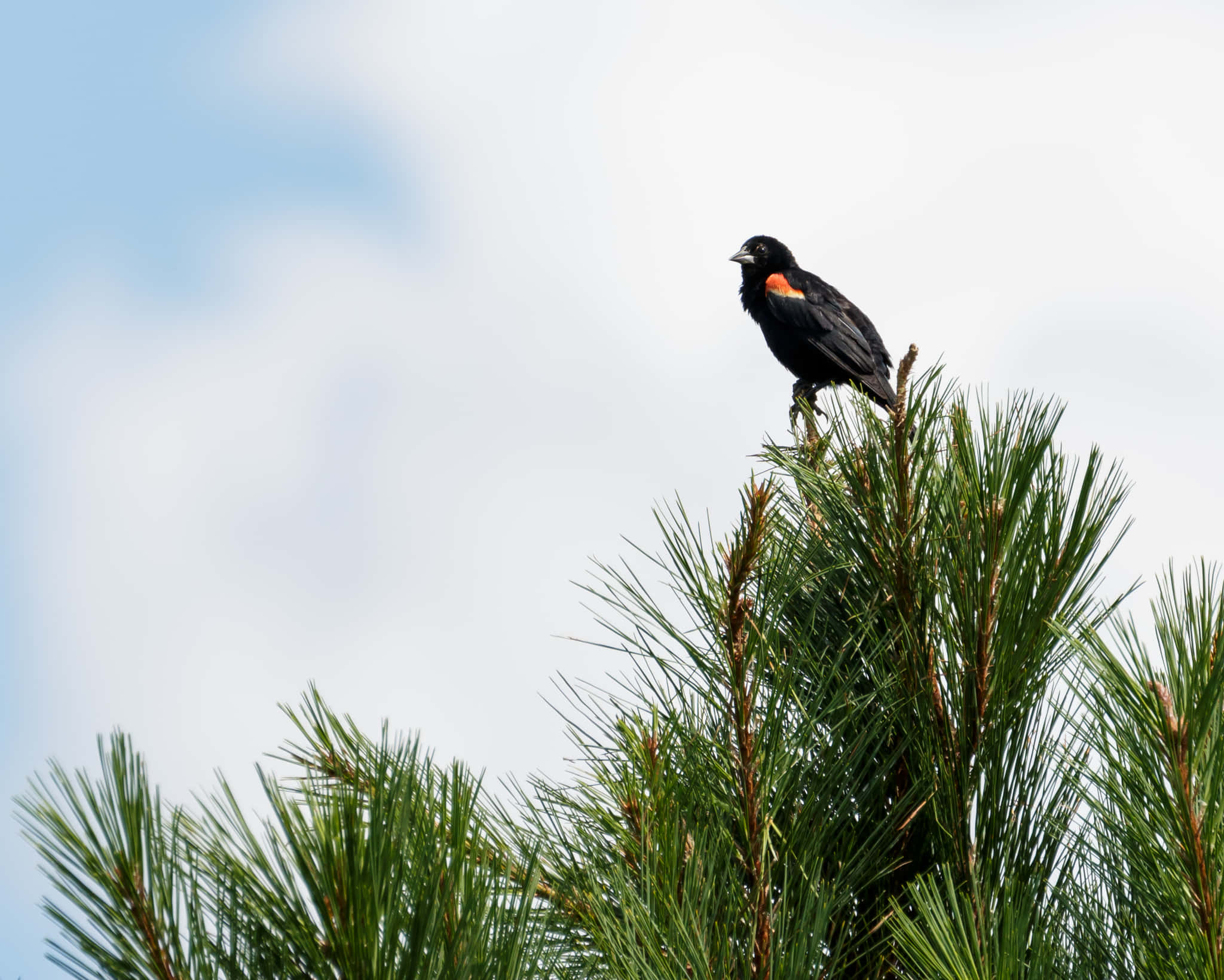 Redwing Blackbird, pine tree, red shoulder patch, Full HD Desktop Wallpaper