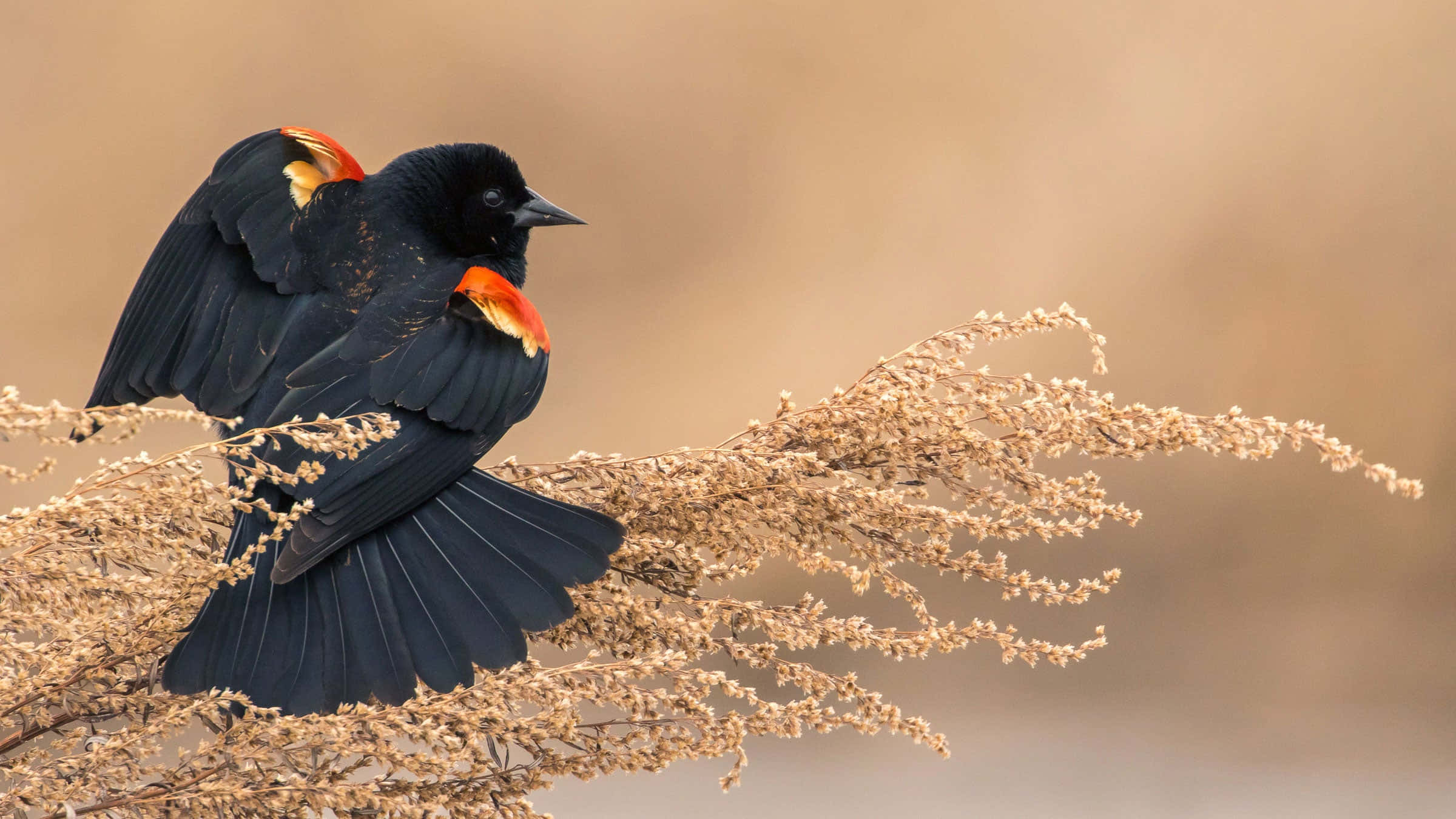 Redwing Blackbird, vibrant red shoulder patches, yellow shoulder patches, Full HD Desktop Wallpaper