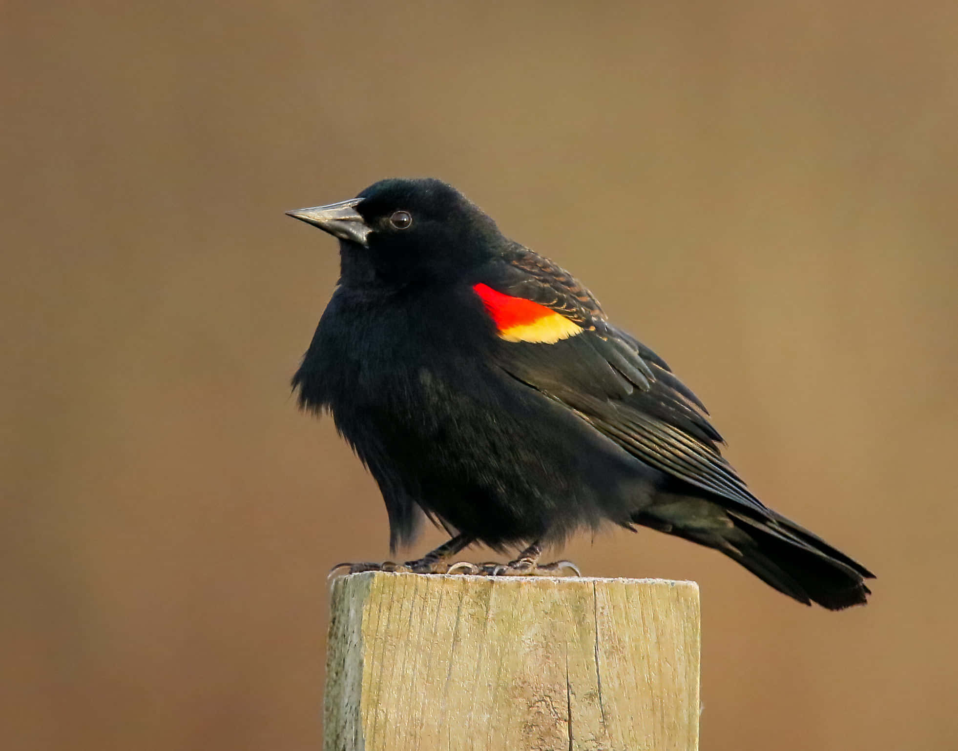 Redwing Blackbird, weathered wooden post, red wing patches, Full HD Desktop Wallpaper