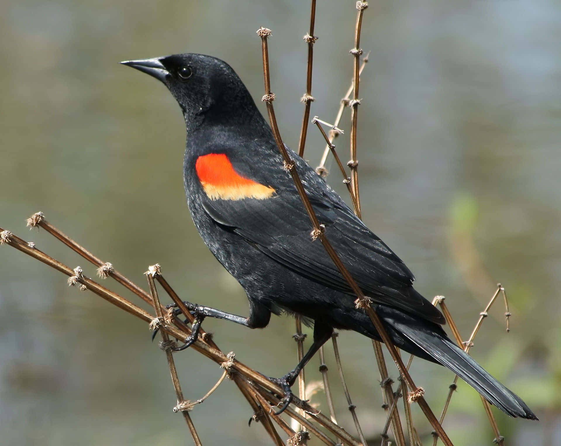 Redwing Blackbird, red and yellow shoulder patch, dry reeds, HD Desktop Wallpaper