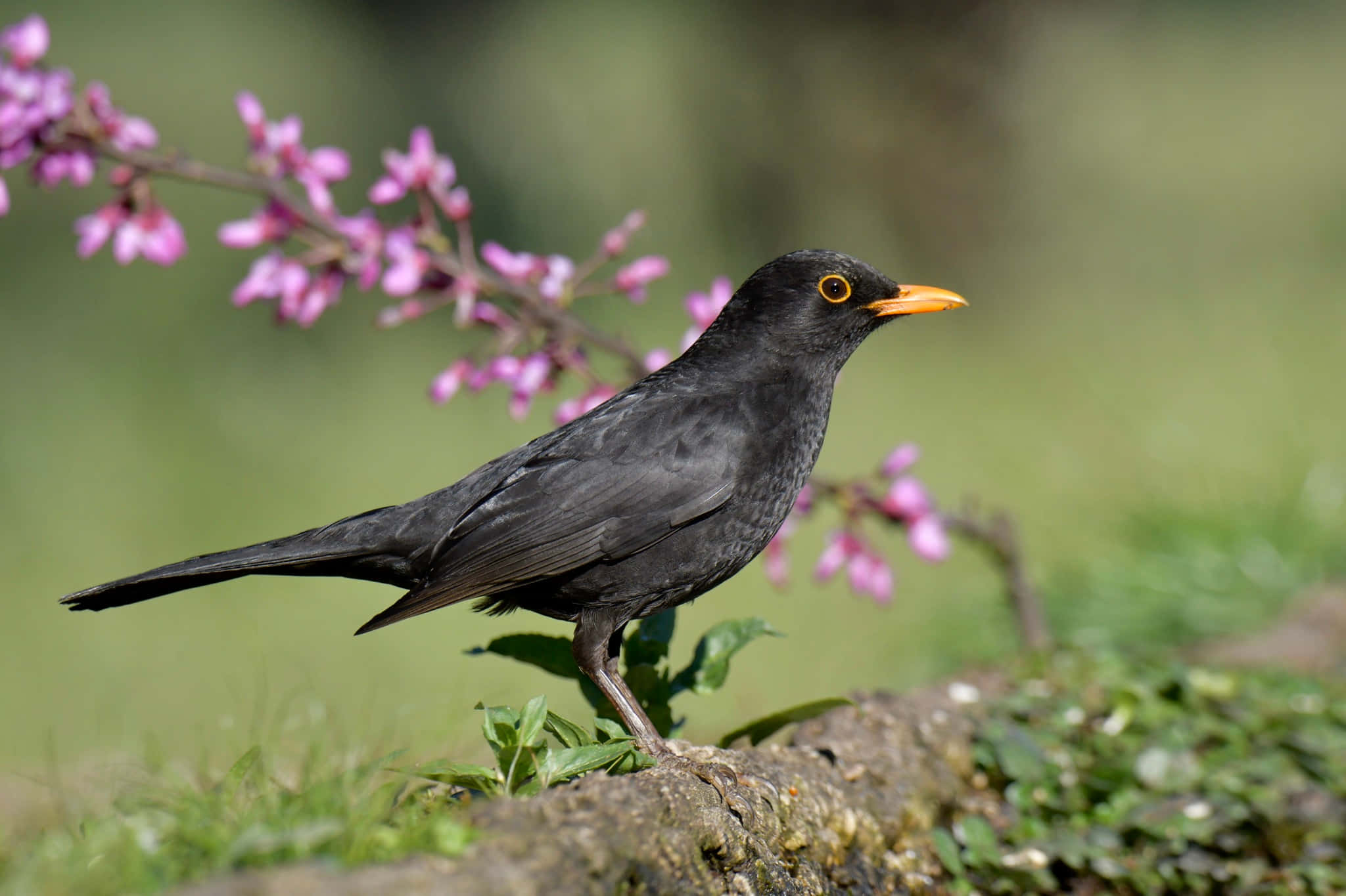Blackbird, pink blossoms, glossy black, Full HD Desktop Wallpaper