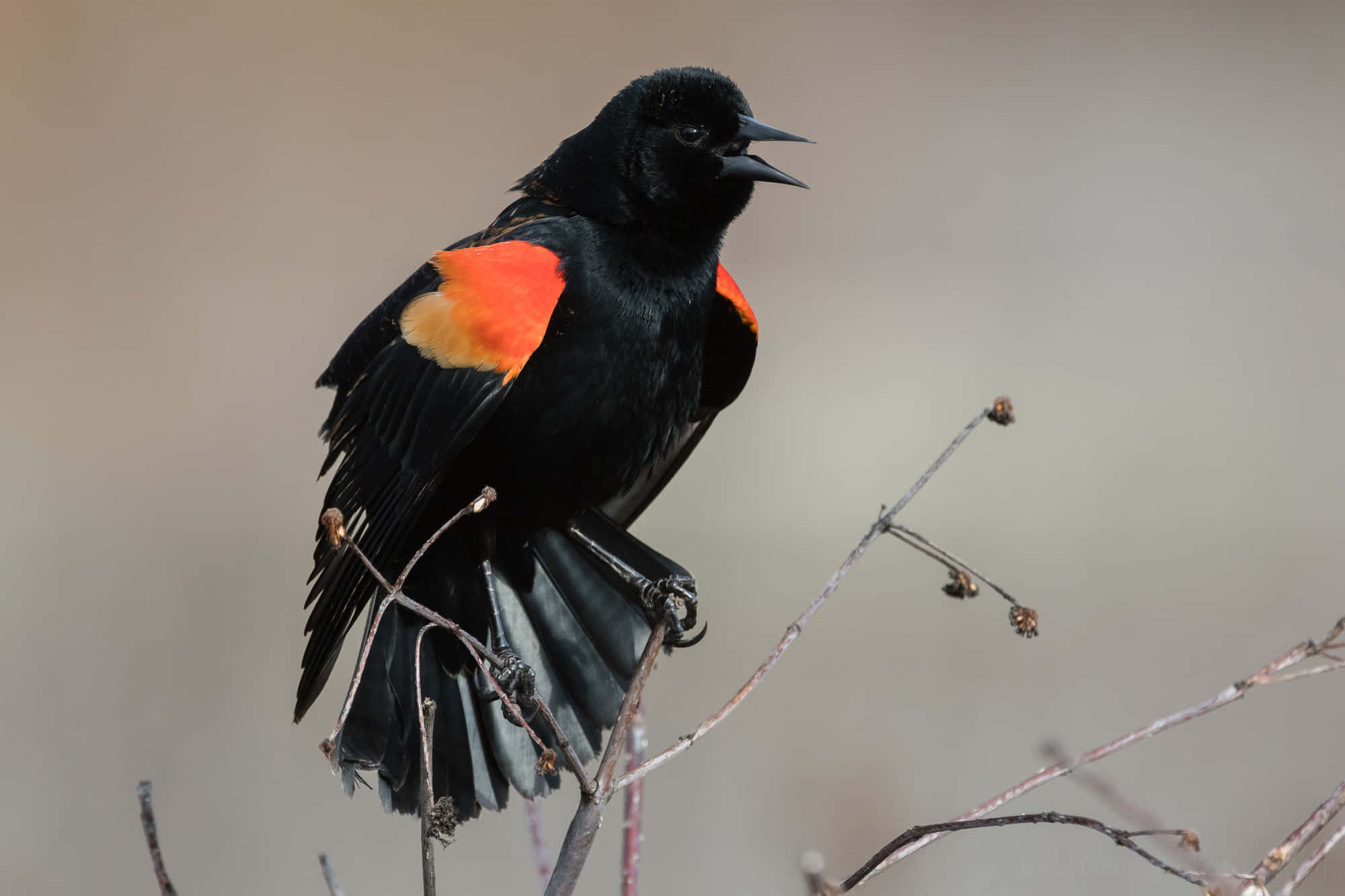 Redwing Blackbird, perched on branch, vibrant red-orange shoulder patches, Full HD Desktop Wallpaper
