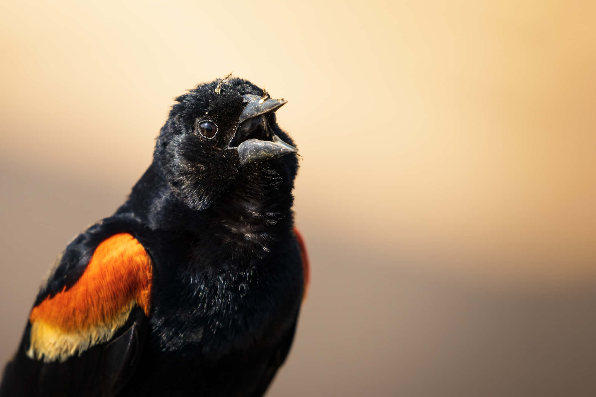 Redwing Blackbird, singing at dusk, vibrant orange shoulder patches, Full HD Desktop Wallpaper