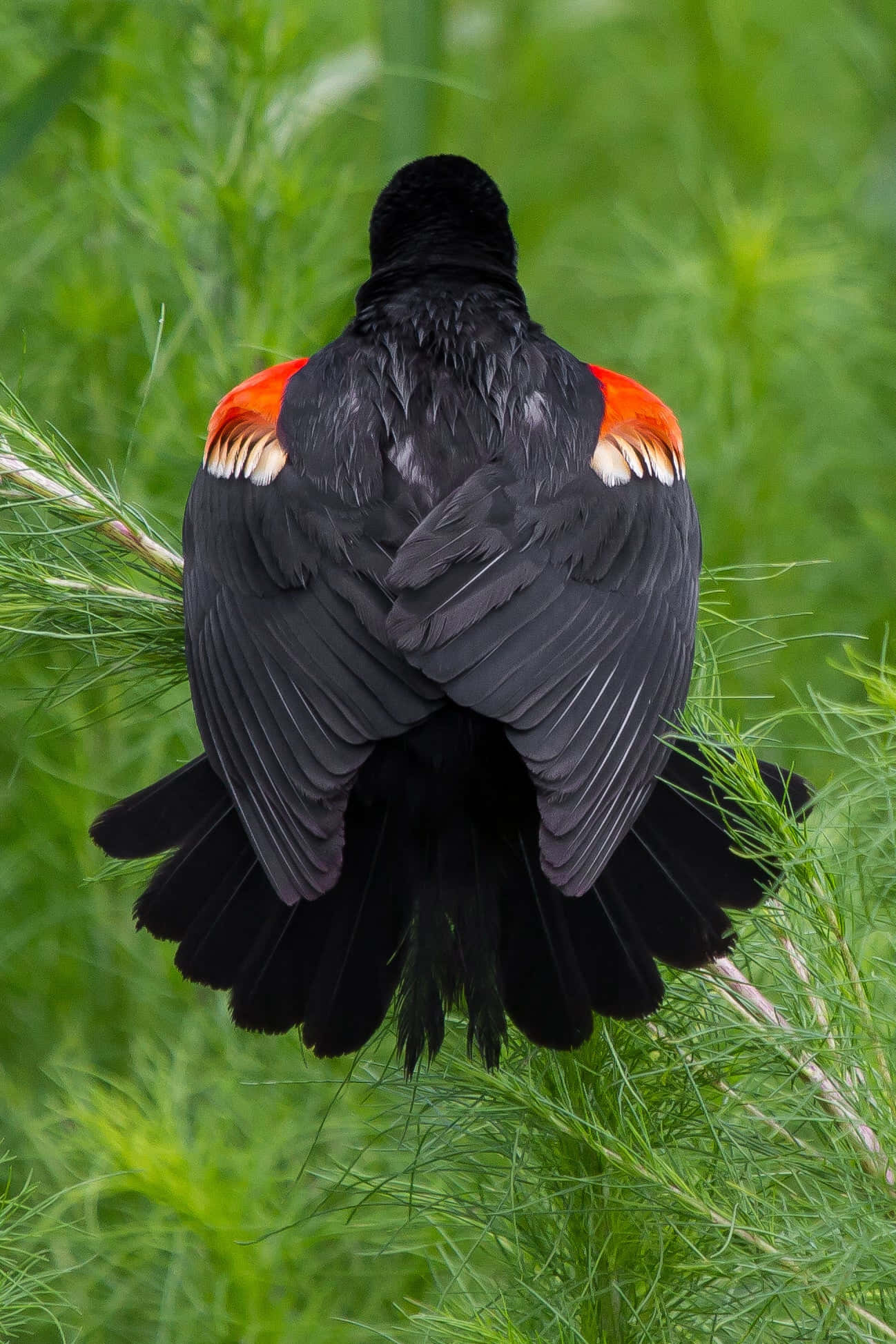 Redwing Blackbird, green grass, vibrant red shoulder patches, Full HD Phone Wallpaper