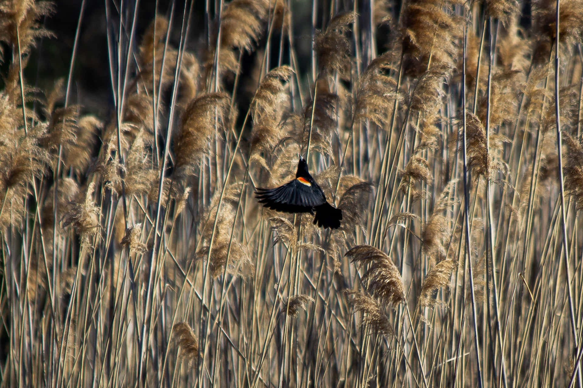 Redwing Blackbird, red shoulder patch, tall golden reeds, Full HD Desktop Wallpaper
