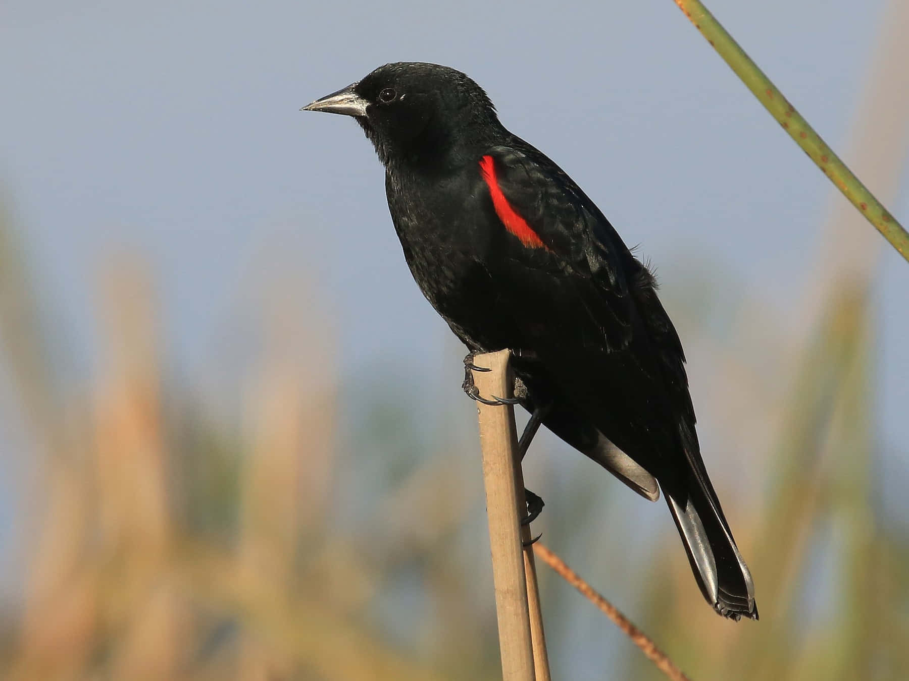 Redwing Blackbird, bright red shoulder patch, reed, HD Desktop Wallpaper