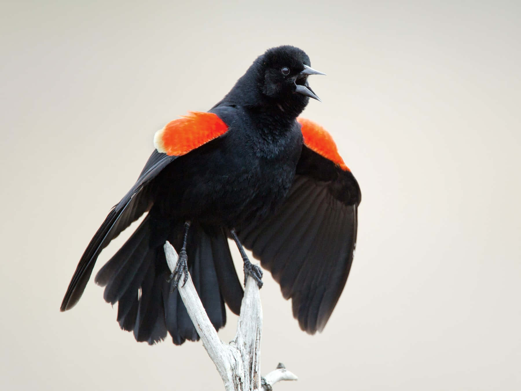Redwing Blackbird, vibrant red shoulder patches, bare branch, HD Desktop Wallpaper