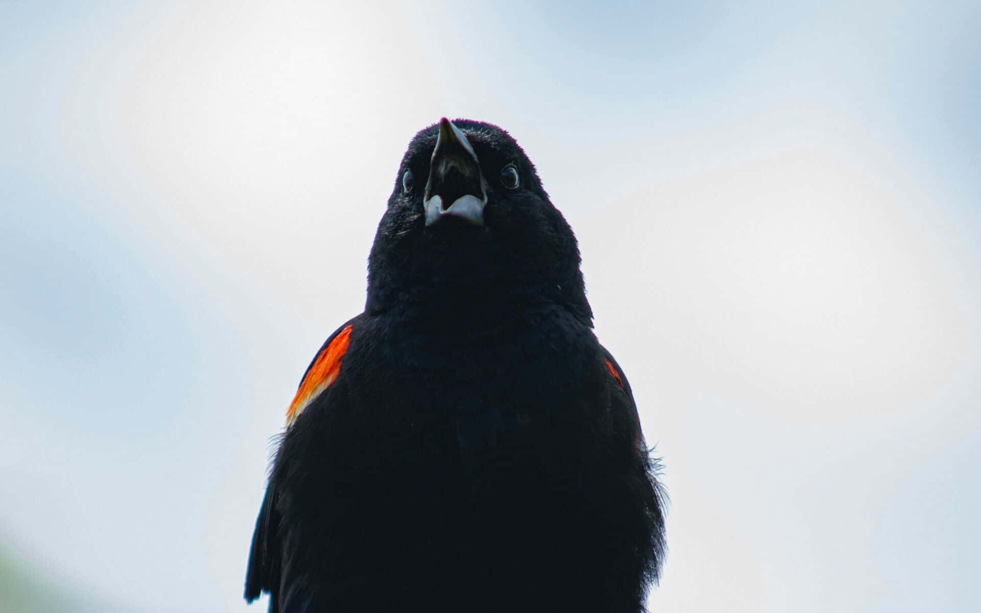 Redwing Blackbird, vibrant orange shoulder patches, soft sky background, Full HD Desktop Wallpaper