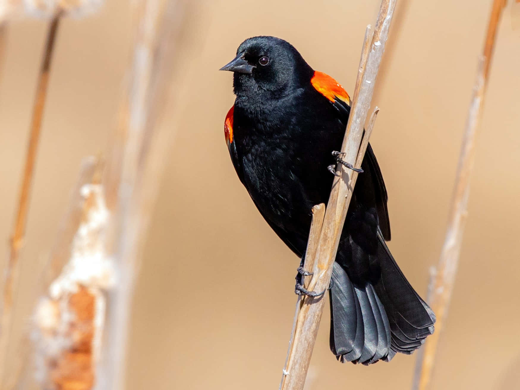 Redwing Blackbird, orange shoulder patches, dry reed stem, HD Desktop Wallpaper