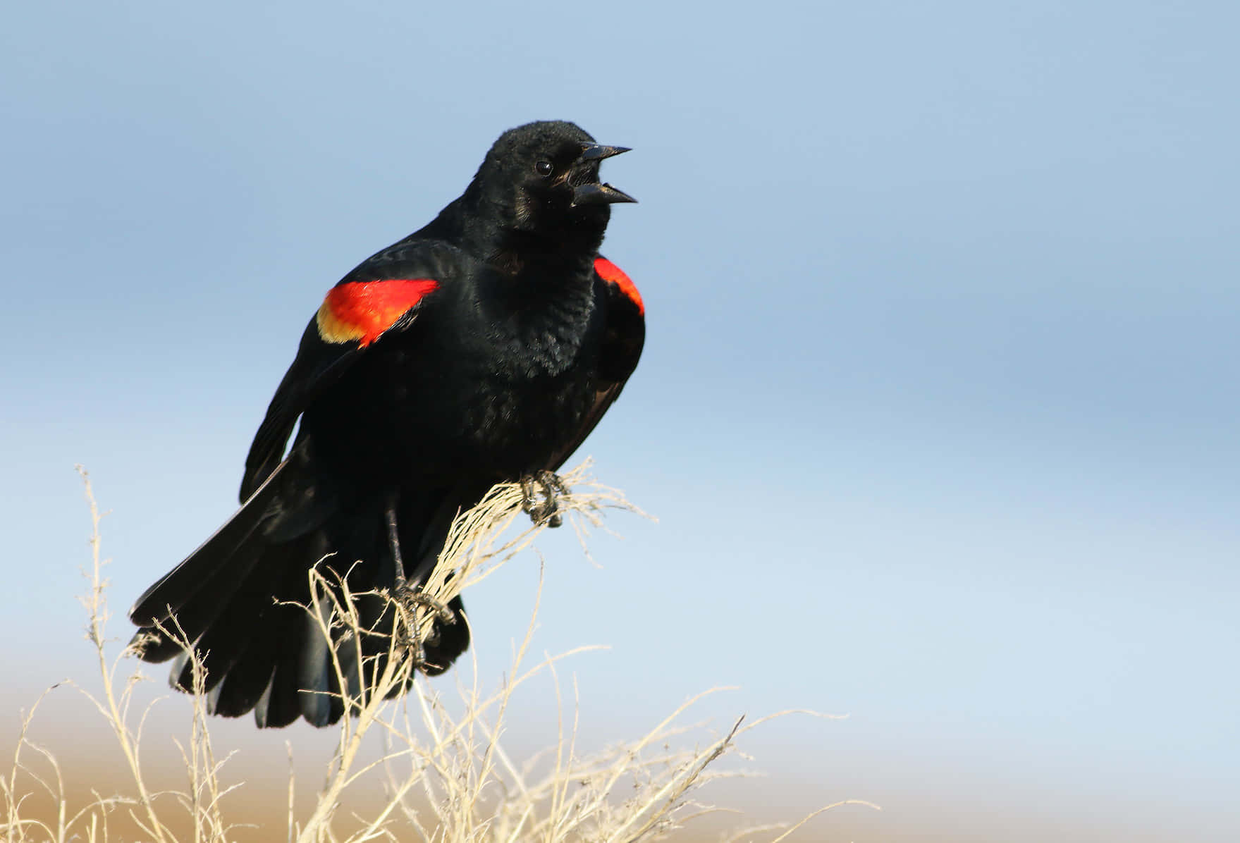 Redwing Blackbird, dry grass, clear blue sky, HD Desktop Wallpaper