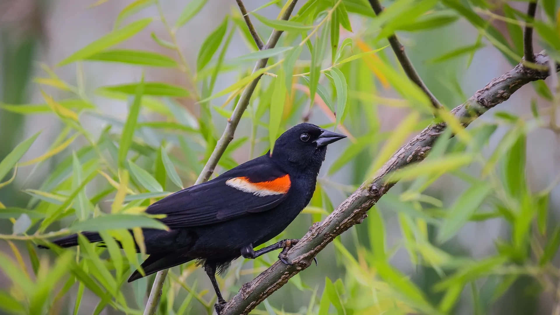 Redwing Blackbird, bright orange-red shoulder patch, branch, Full HD Desktop Wallpaper