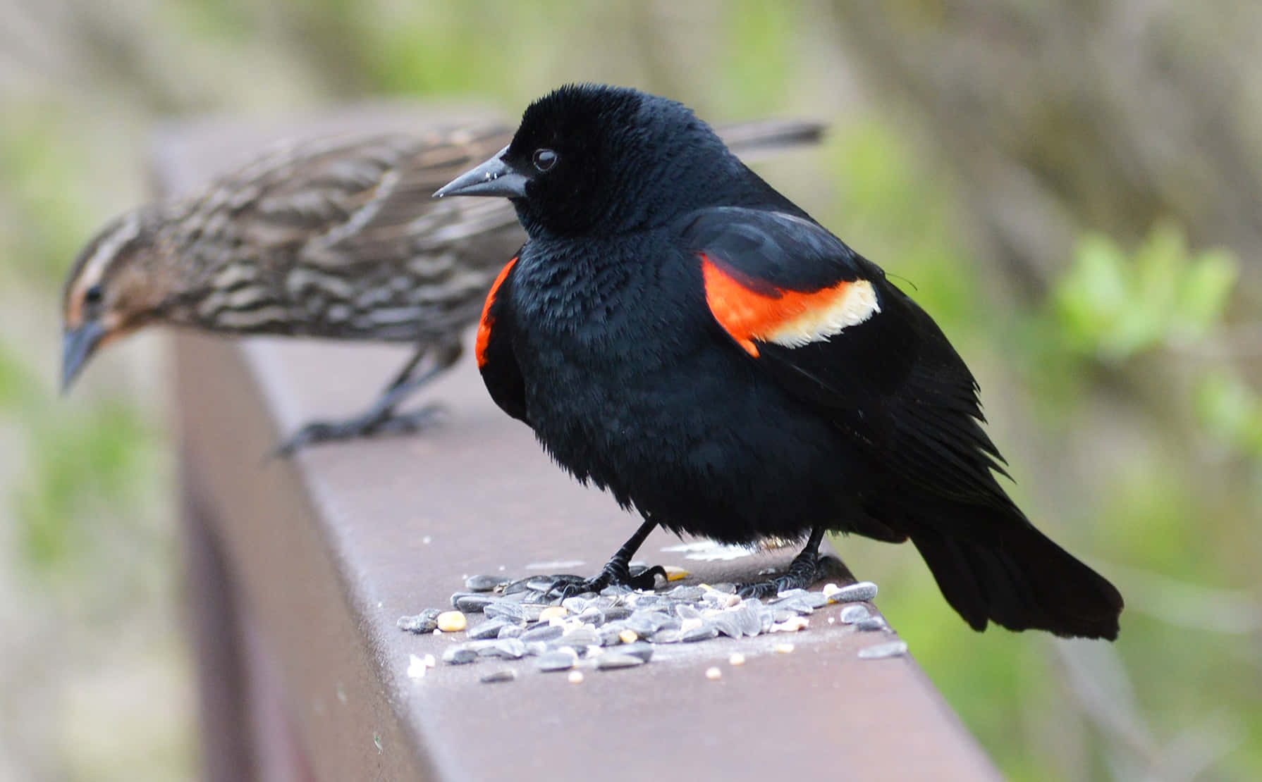 Redwing Blackbird, red and white wing patches, railing, HD Desktop Wallpaper