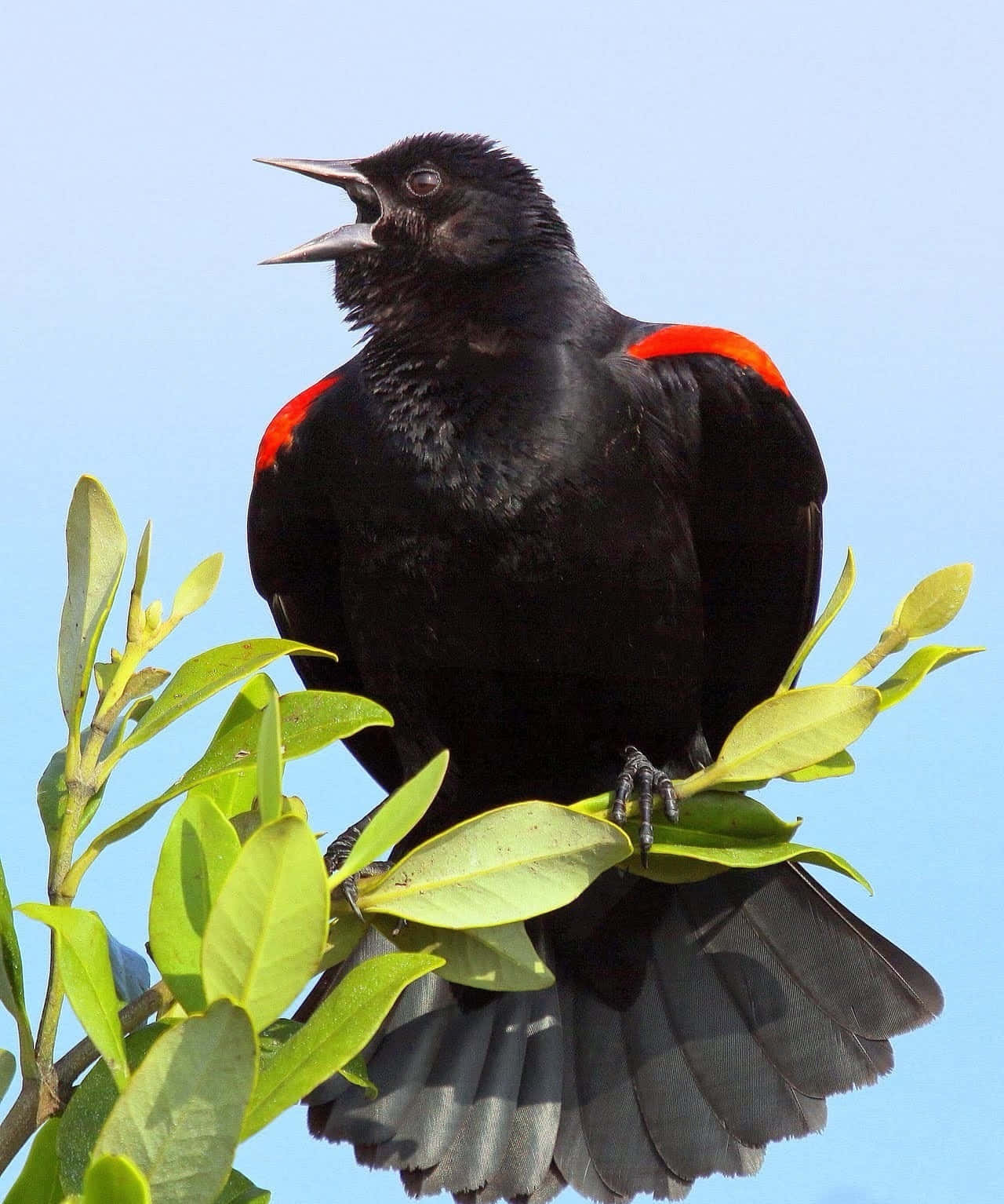 Redwing Blackbird, branch, green leaves, HD Phone Wallpaper