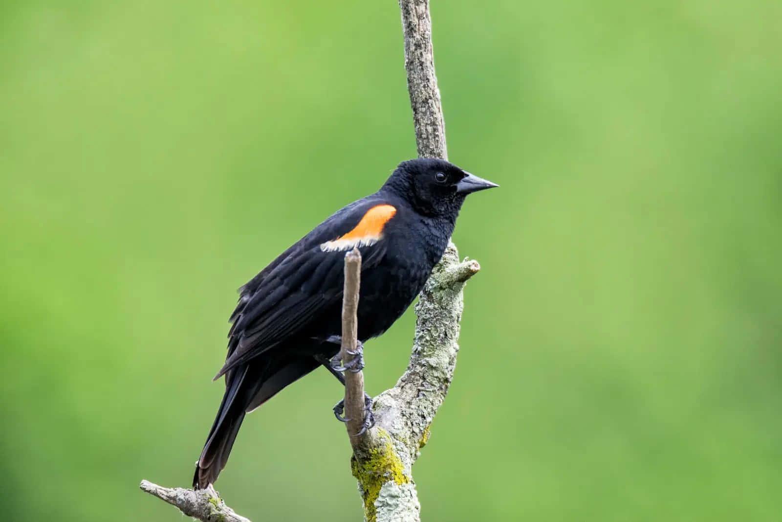 Redwing Blackbird, orange shoulder patch, mossy tree branch, HD Desktop Wallpaper