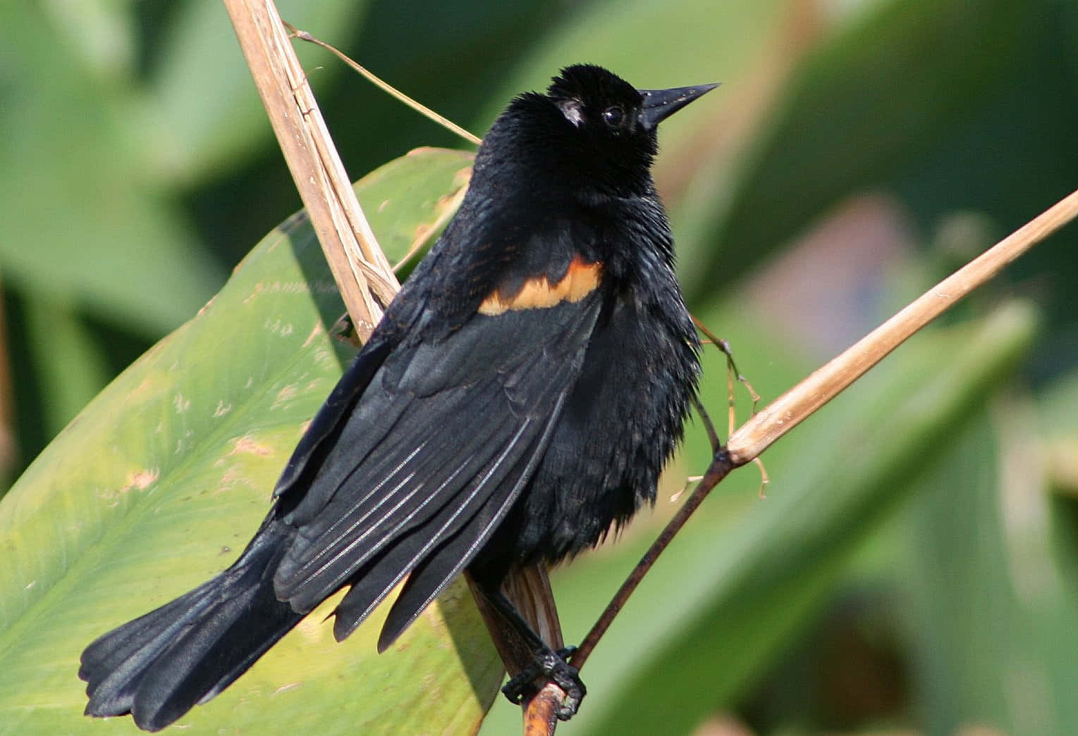 Redwing Blackbird, orange shoulder patch, twig, HD Desktop Wallpaper