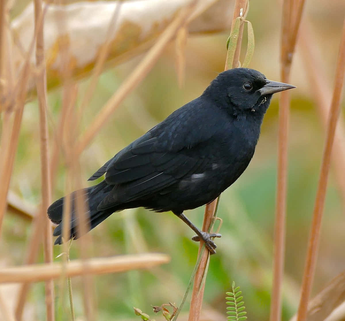 Blackbird, glossy black, slender gray beak, SD Desktop Wallpaper