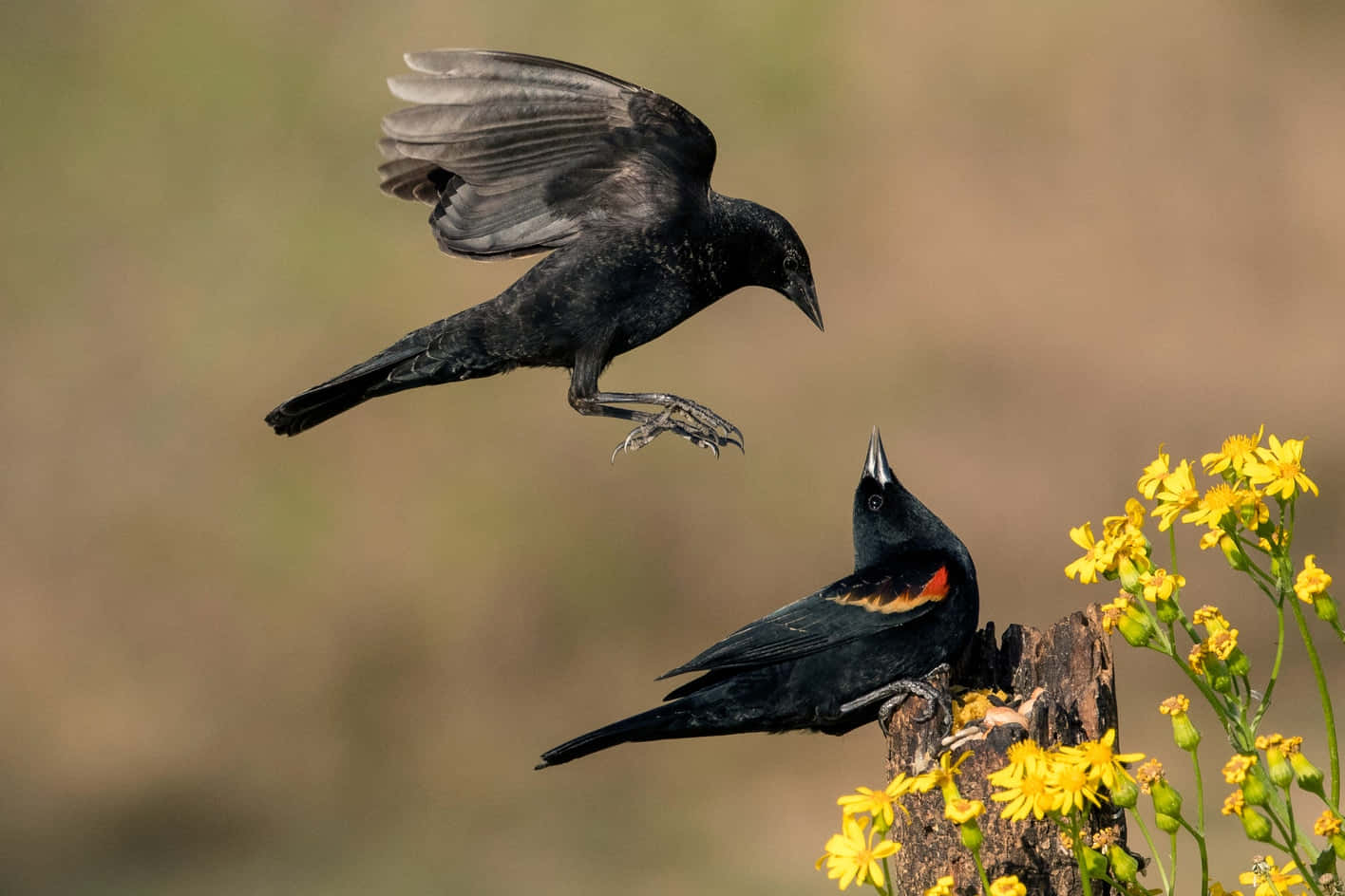 Redwing Blackbird, mid-flight, wings spread, HD Desktop Wallpaper