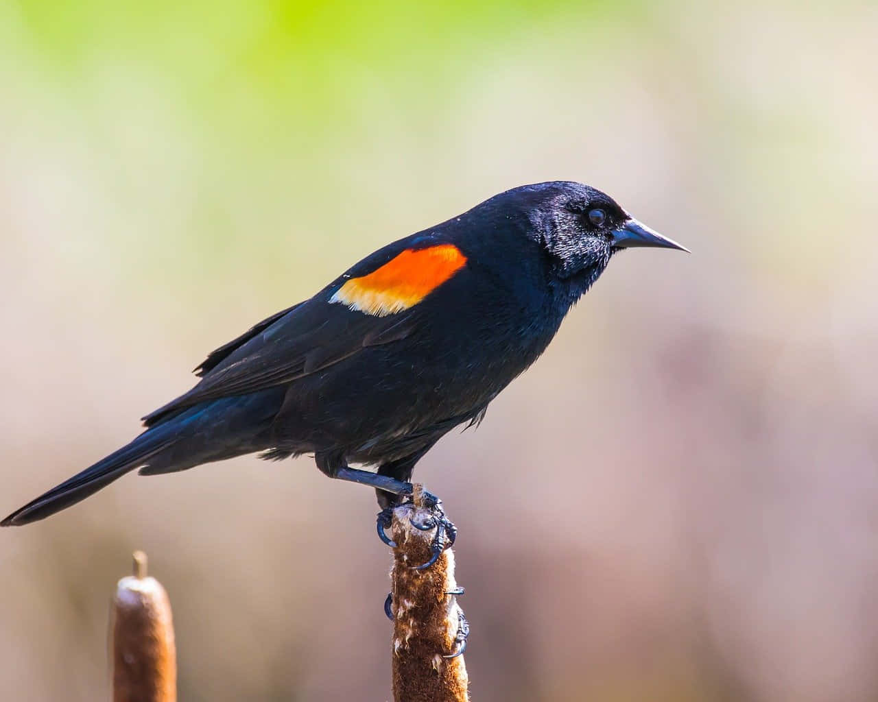Redwing Blackbird, orange and white wing patch, brown cattail stalk, HD Desktop Wallpaper