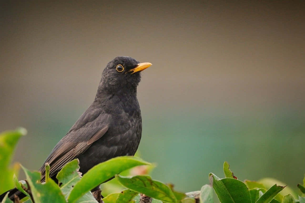 Blackbird, glossy black, bright yellow beak, HD Desktop Wallpaper