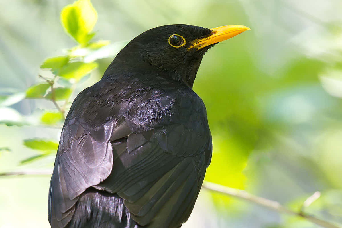 Blackbird, glossy black, bright yellow beak, SD Desktop Wallpaper