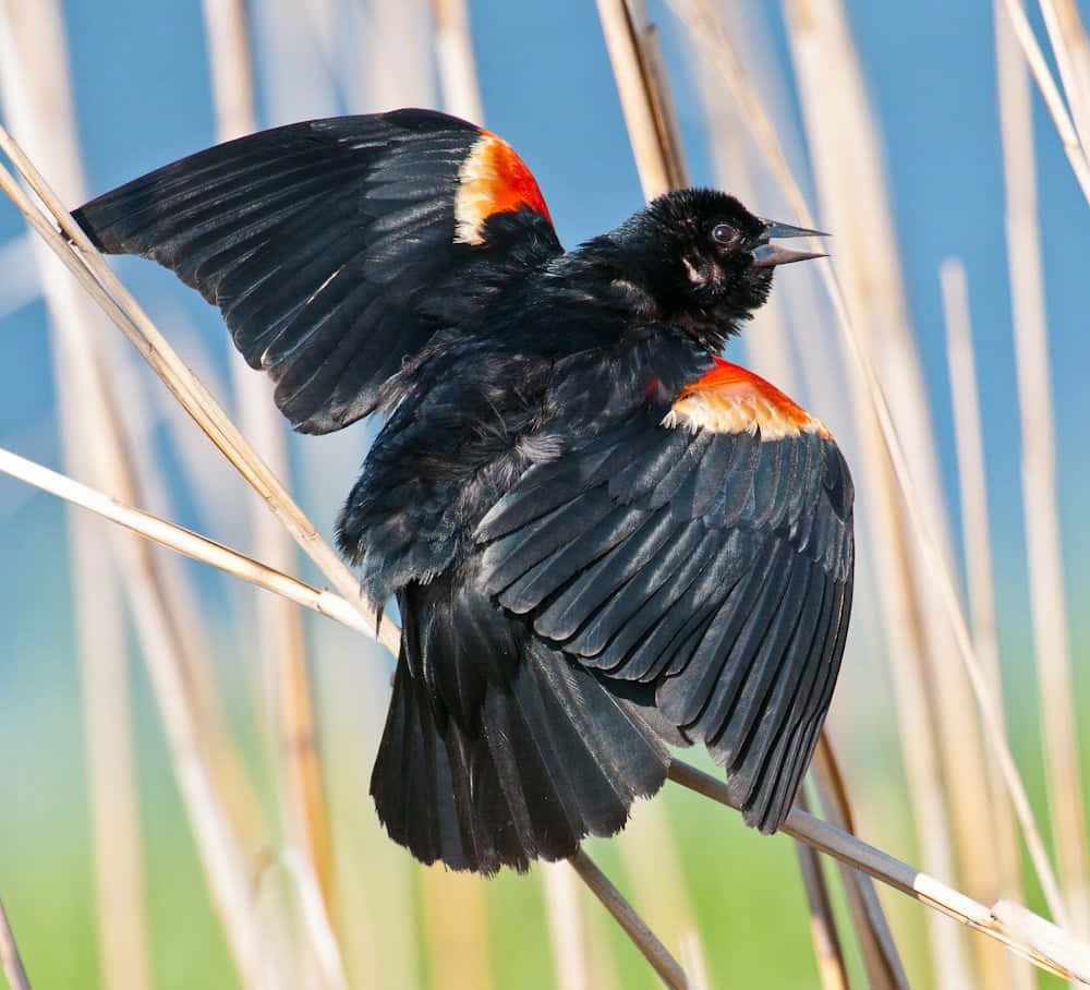 Redwing Blackbird, vibrant red shoulder patches, reed stalk, SD Desktop Wallpaper