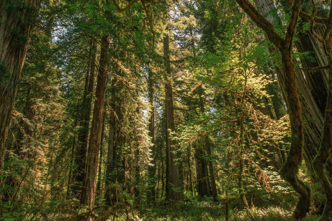 Redwood Forest