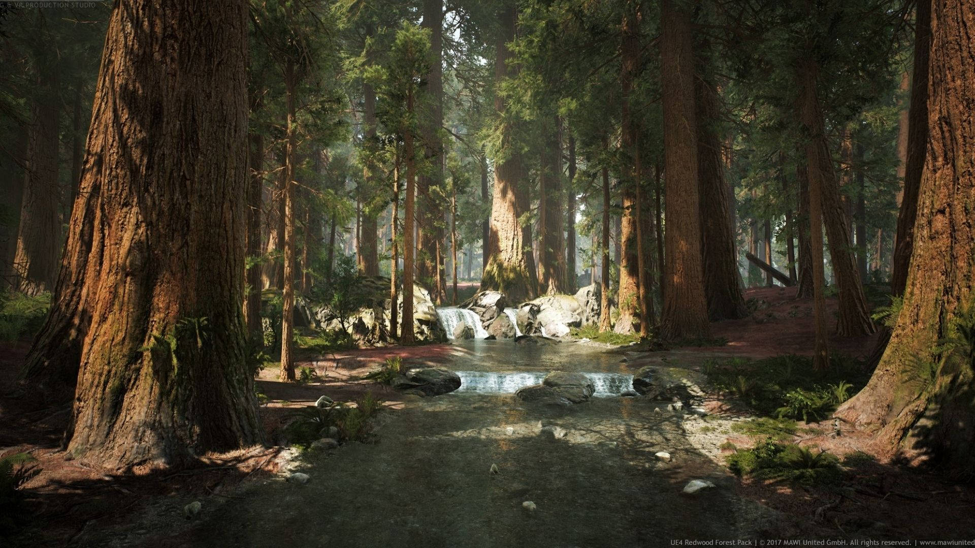 Redwood Forest, sunlight, towering redwood trees, Full HD Desktop Wallpaper