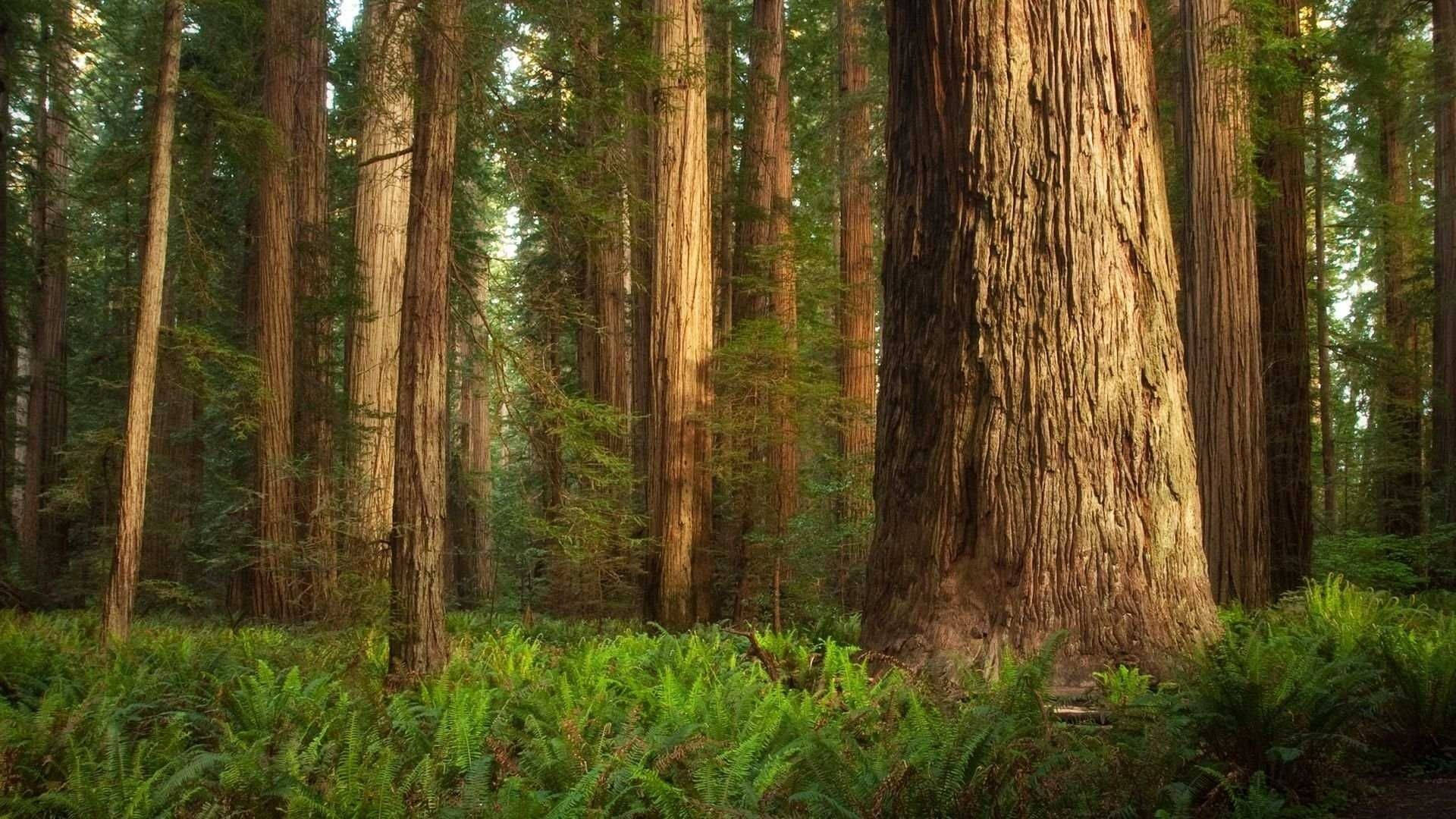 Redwood Forest, tall trees, textured bark, Full HD Desktop Wallpaper