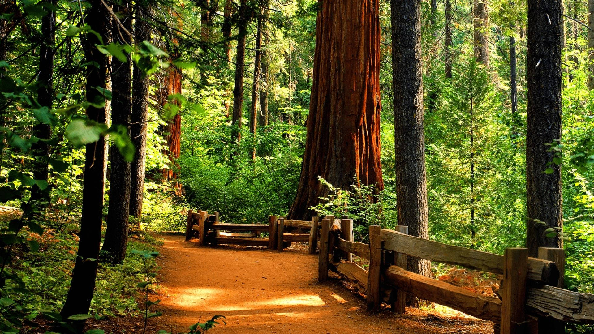 Redwood Forest, dirt trail, towering redwood trees, Full HD Desktop Wallpaper