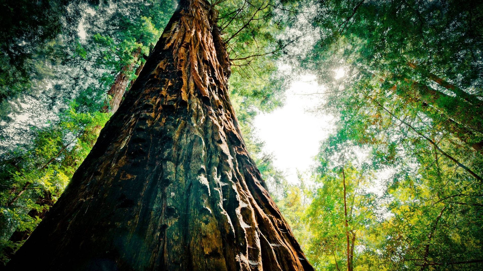 redwood forest, tall tree, massive redwood tree, Full HD Desktop Wallpaper