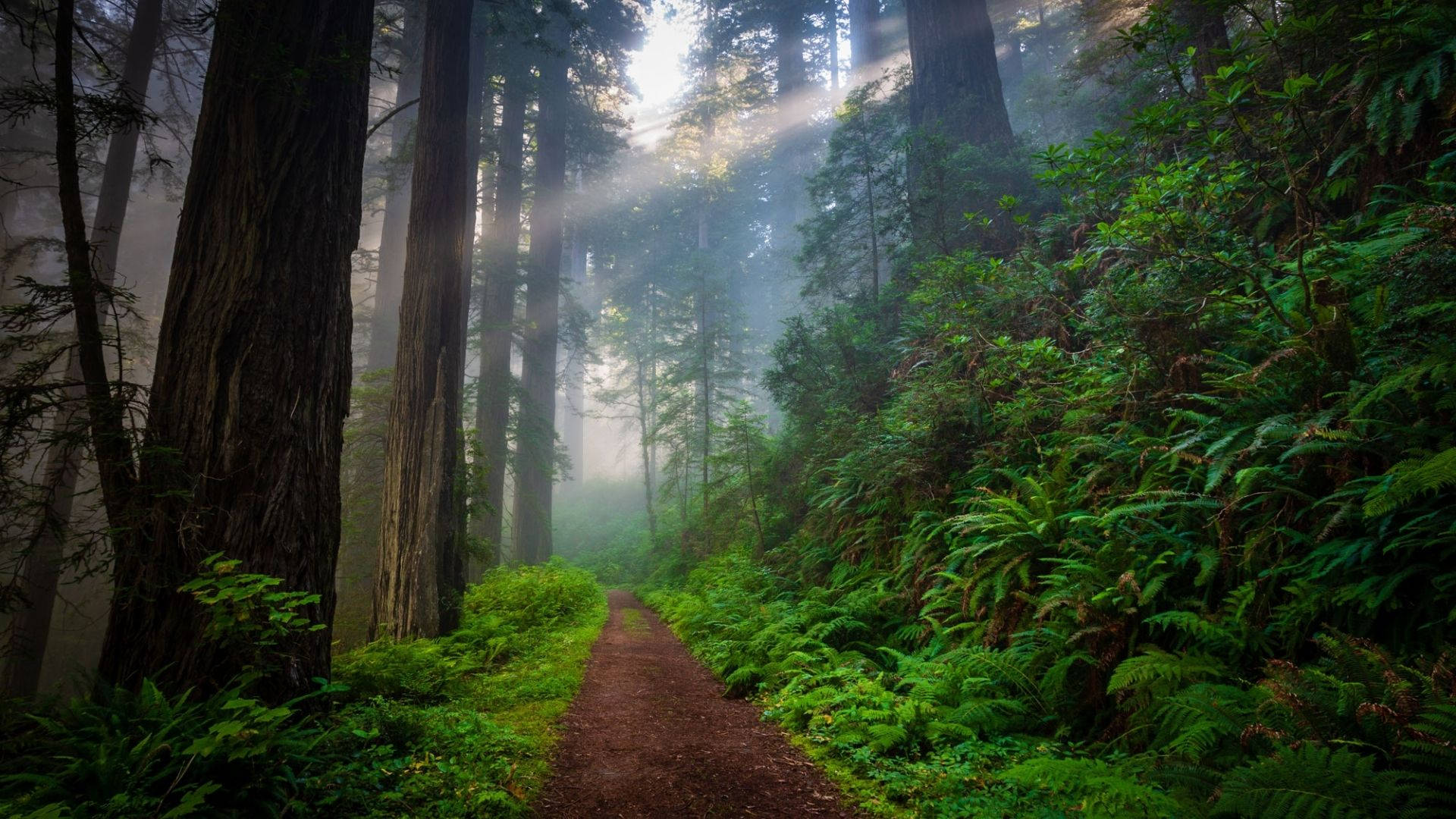 narrow way, redwood forest, misty forest path, Full HD Desktop Wallpaper