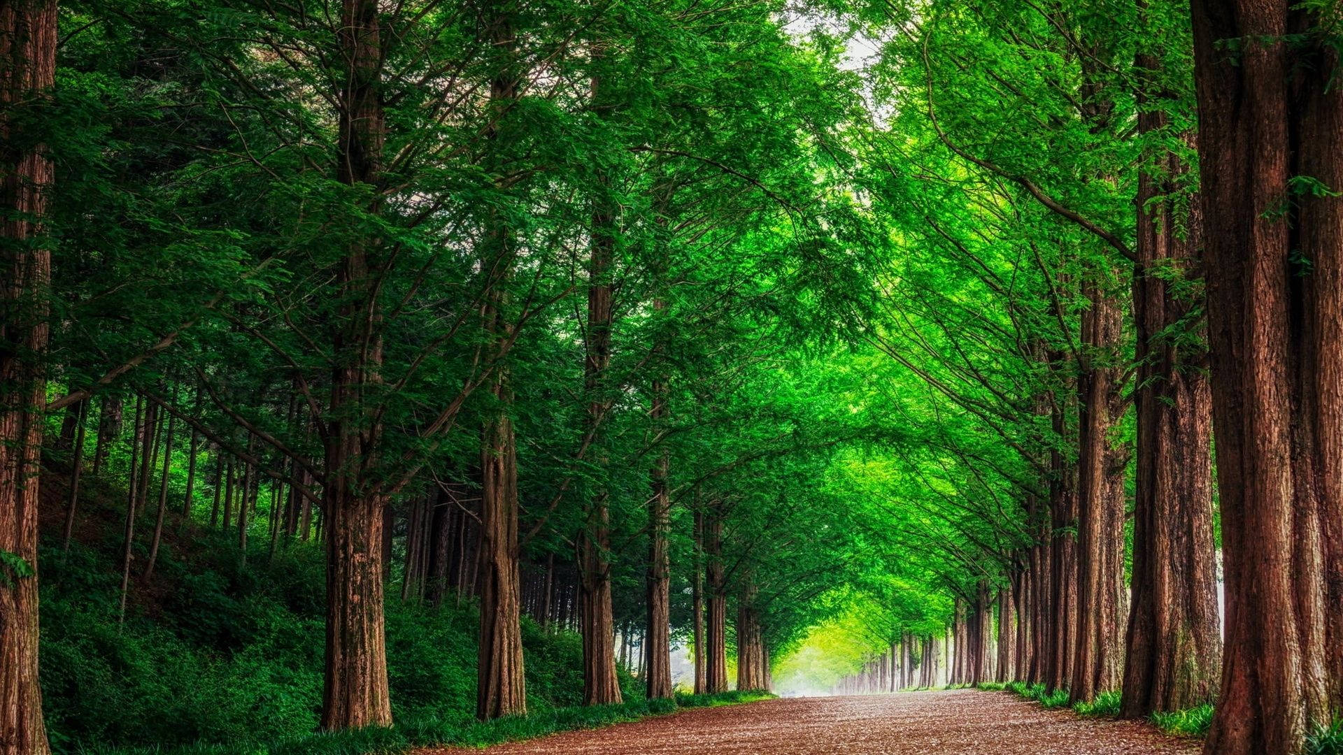 redwood forest, dirt path, tall green trees, Full HD Desktop Wallpaper